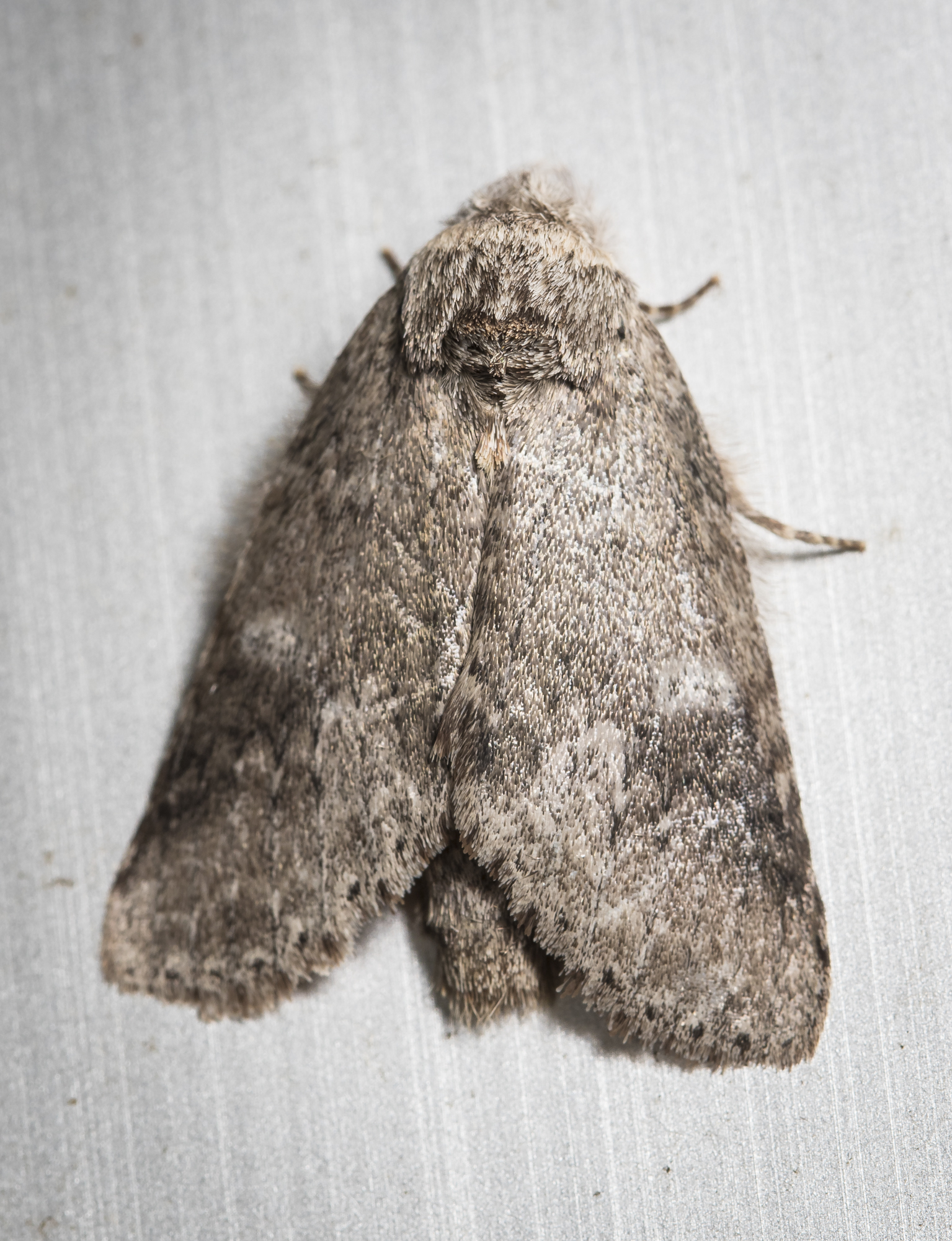 Variable oakleaf caterpilar moth, Lochmaeus manteo?