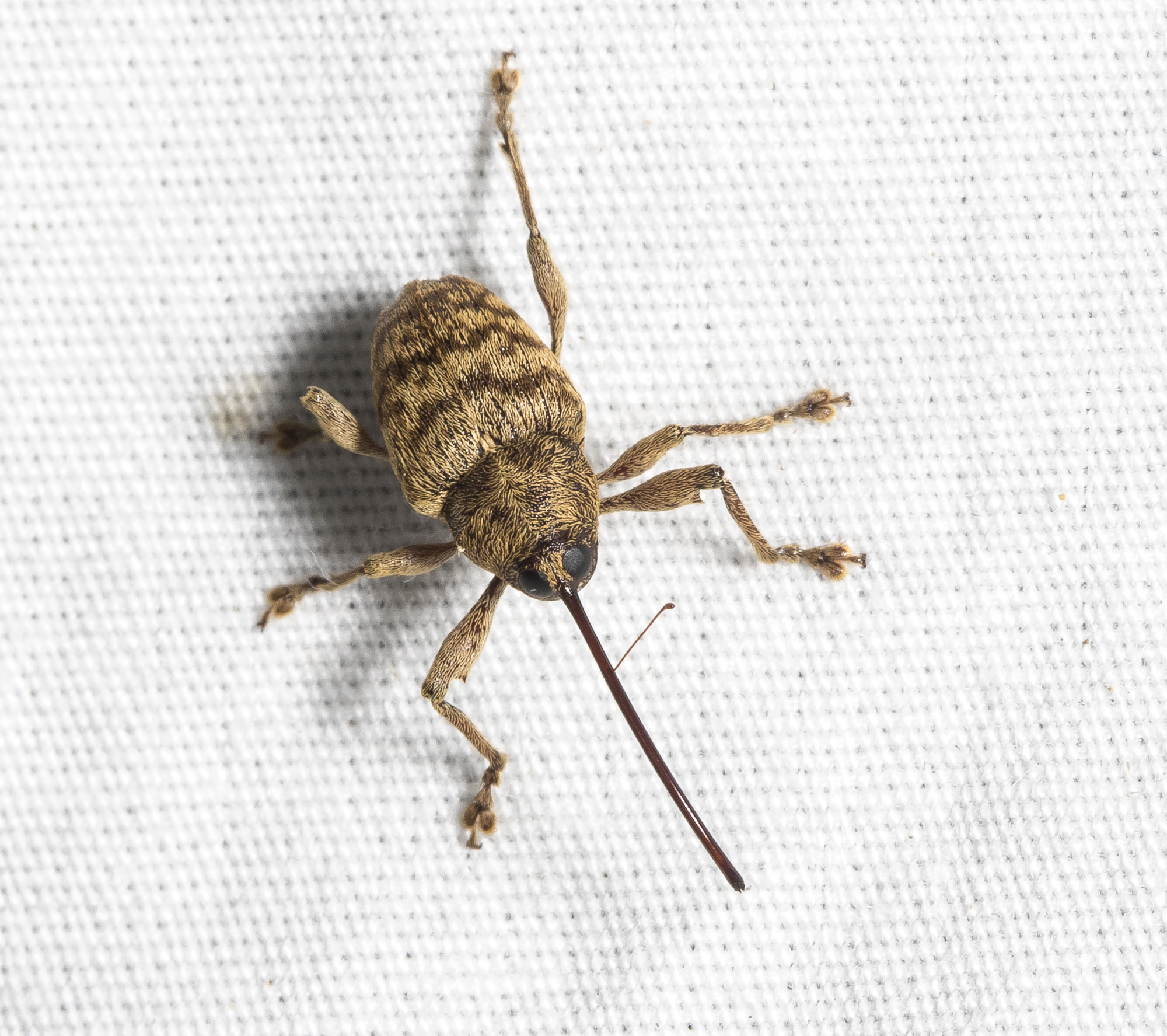 weevil at moth light