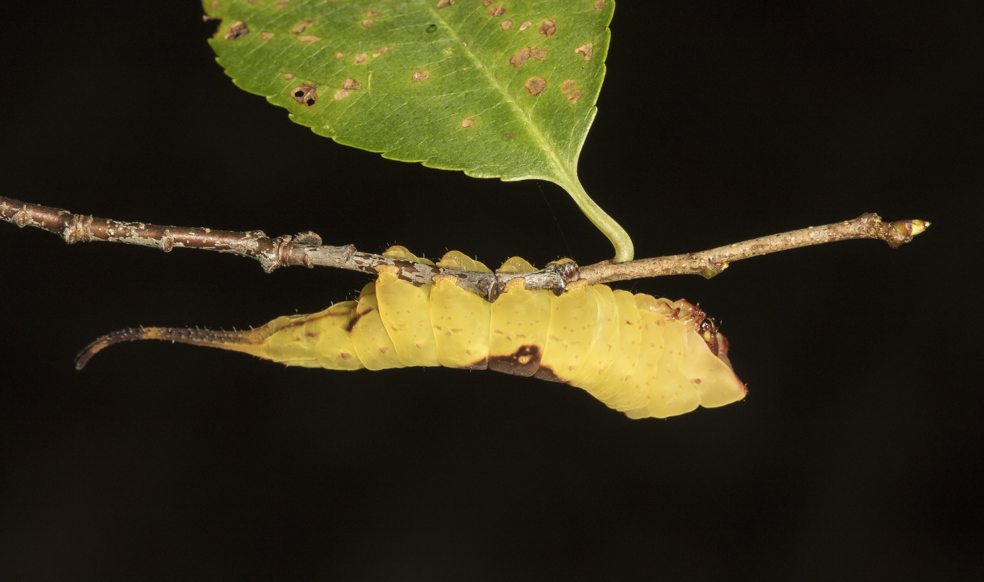 White furcula side view