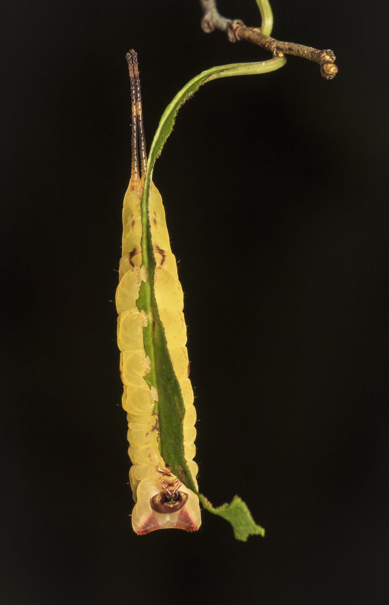 White furcula ventral view
