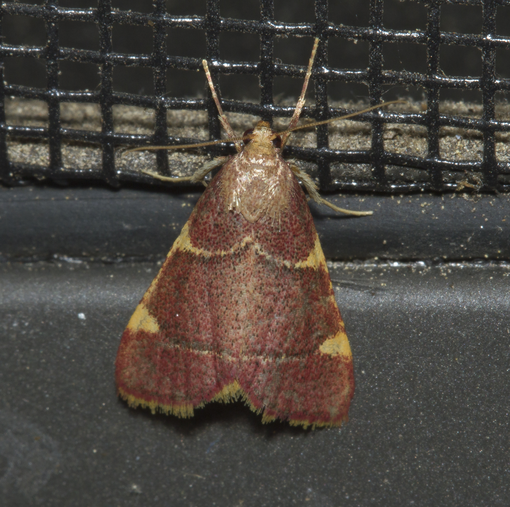 Yellow-fringed hypsopygia, Hypsopygia olinalis