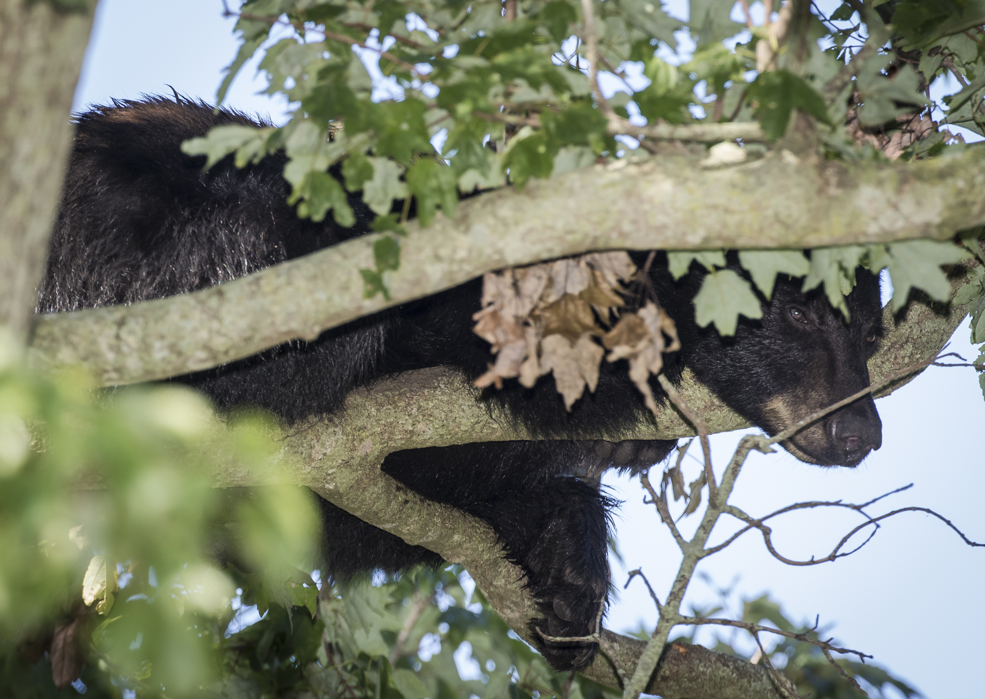 Young black bear chillin' in tree alongside road