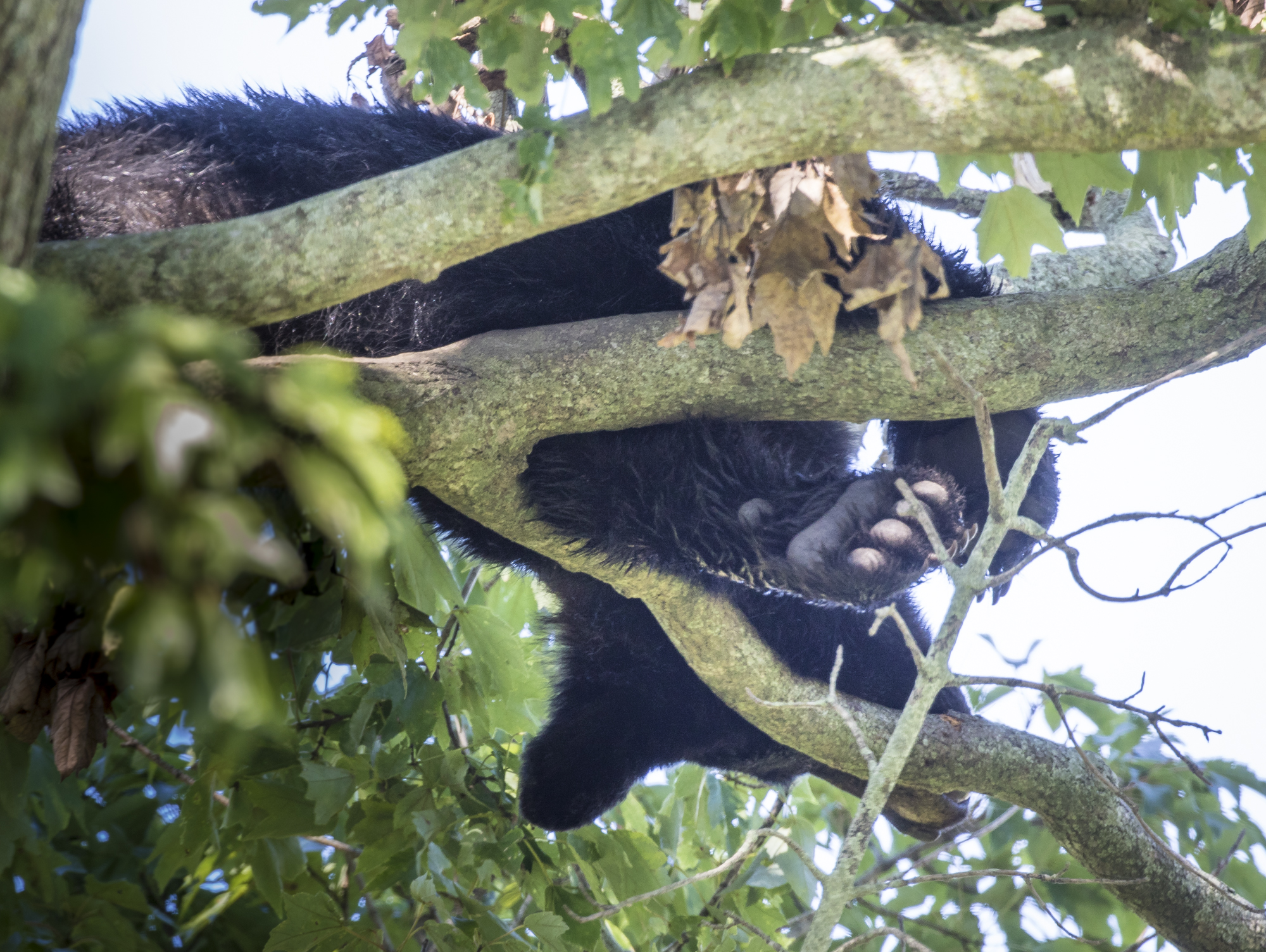 Young black bear in tree