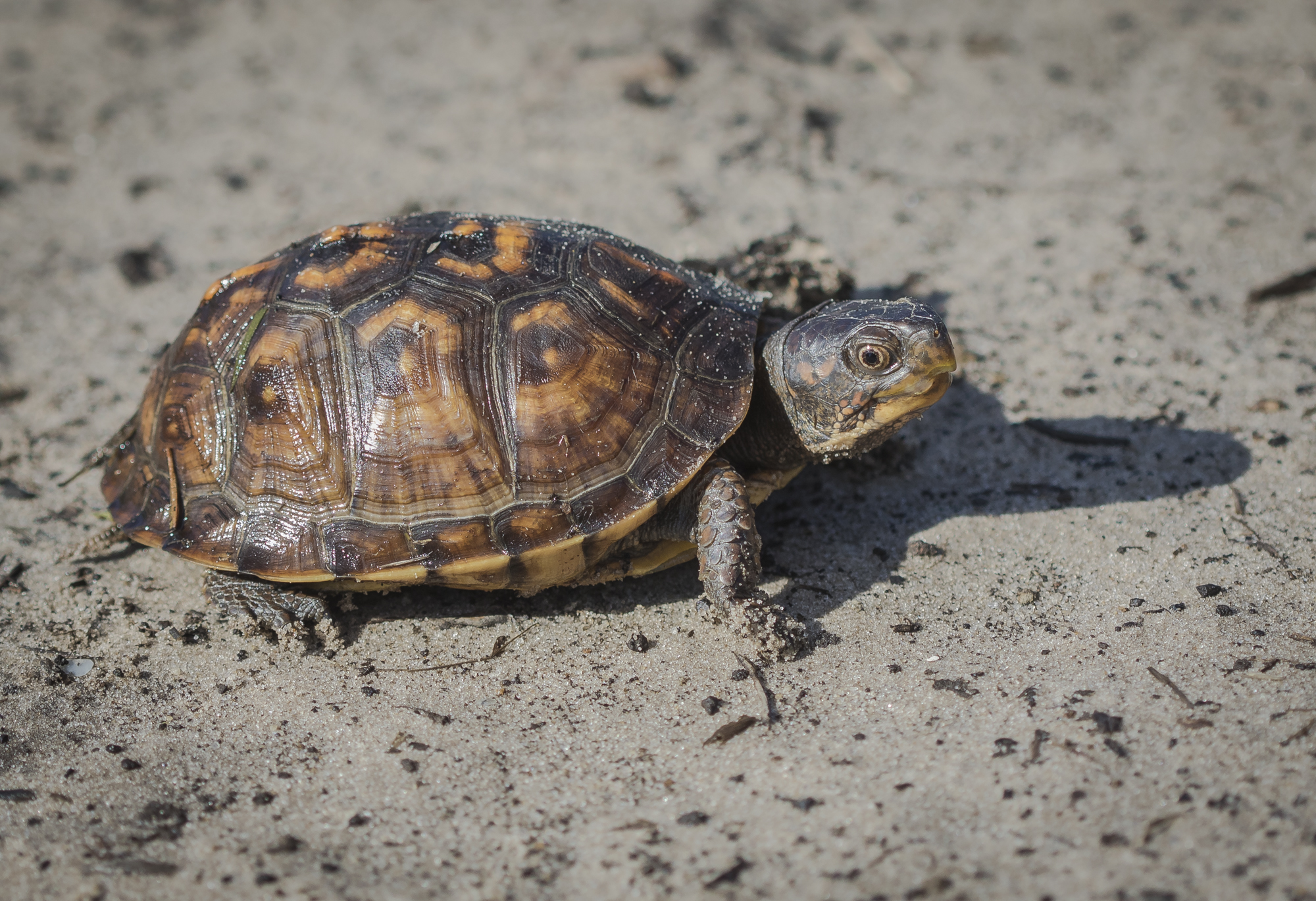 Young Eastern box turtle in road