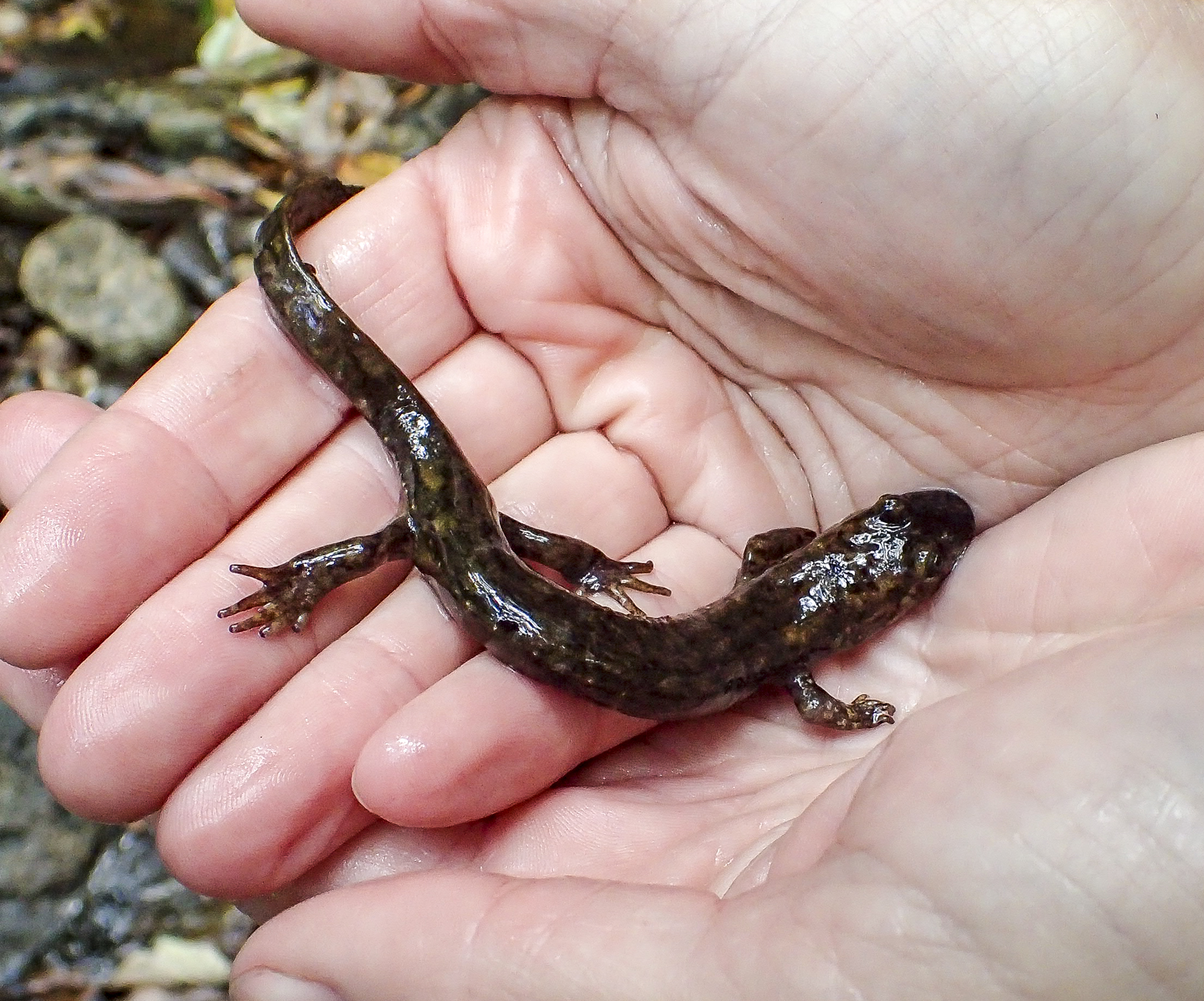 Black-bellied salamander