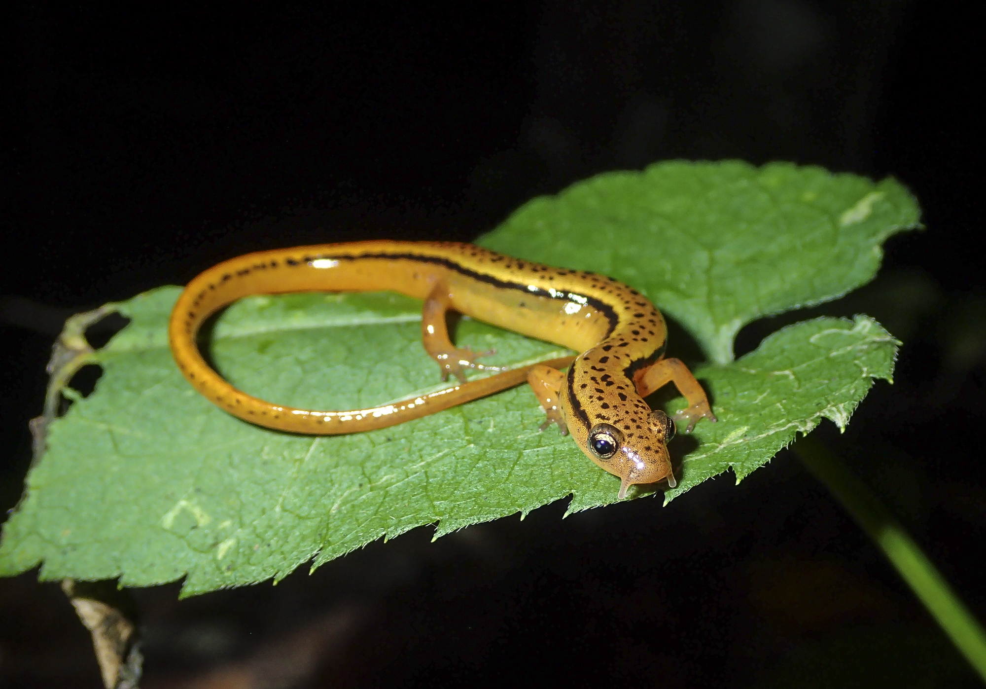Blue Ridge Two-lined Salamander male with cirri