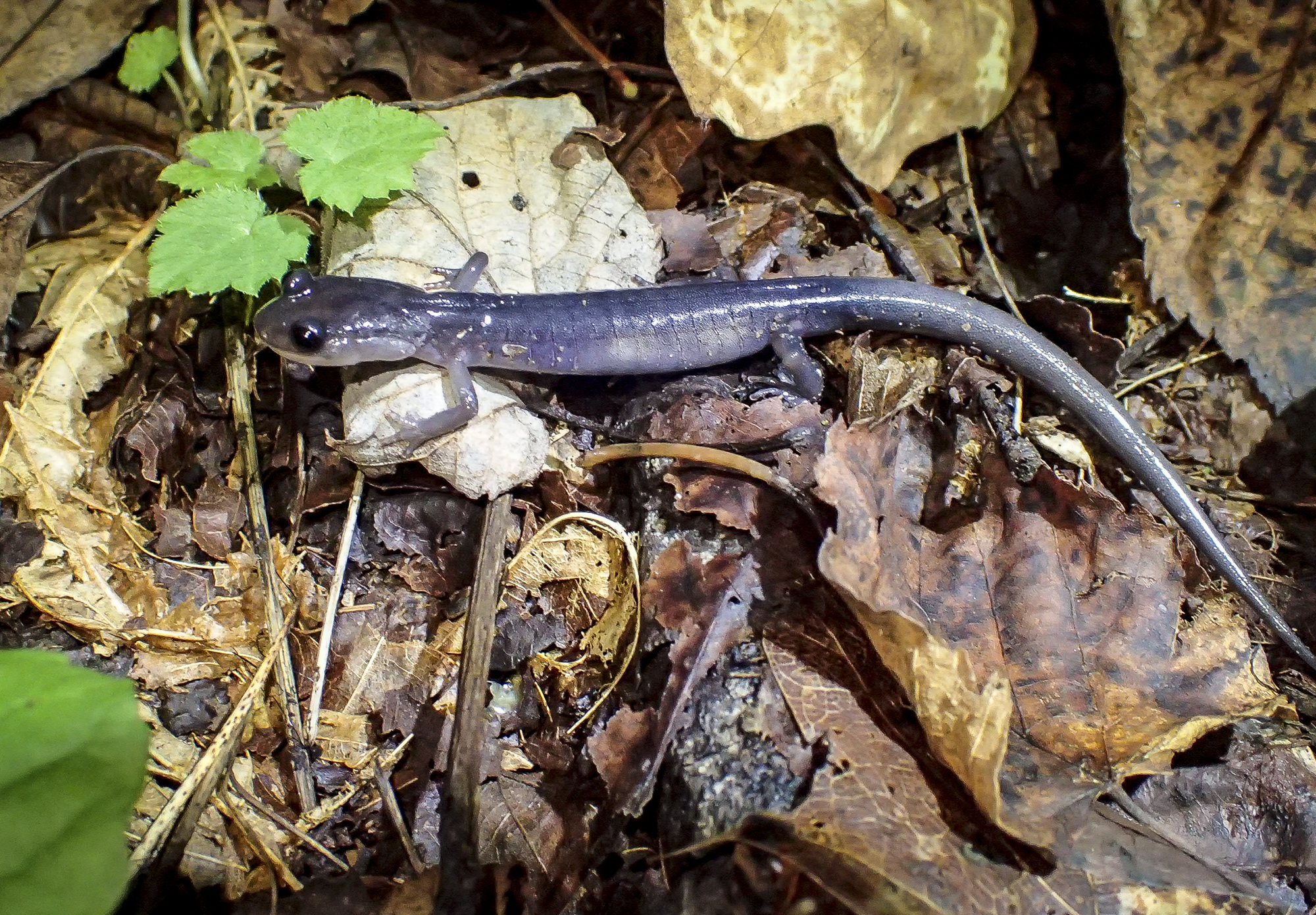 Gray-cheeked salamander