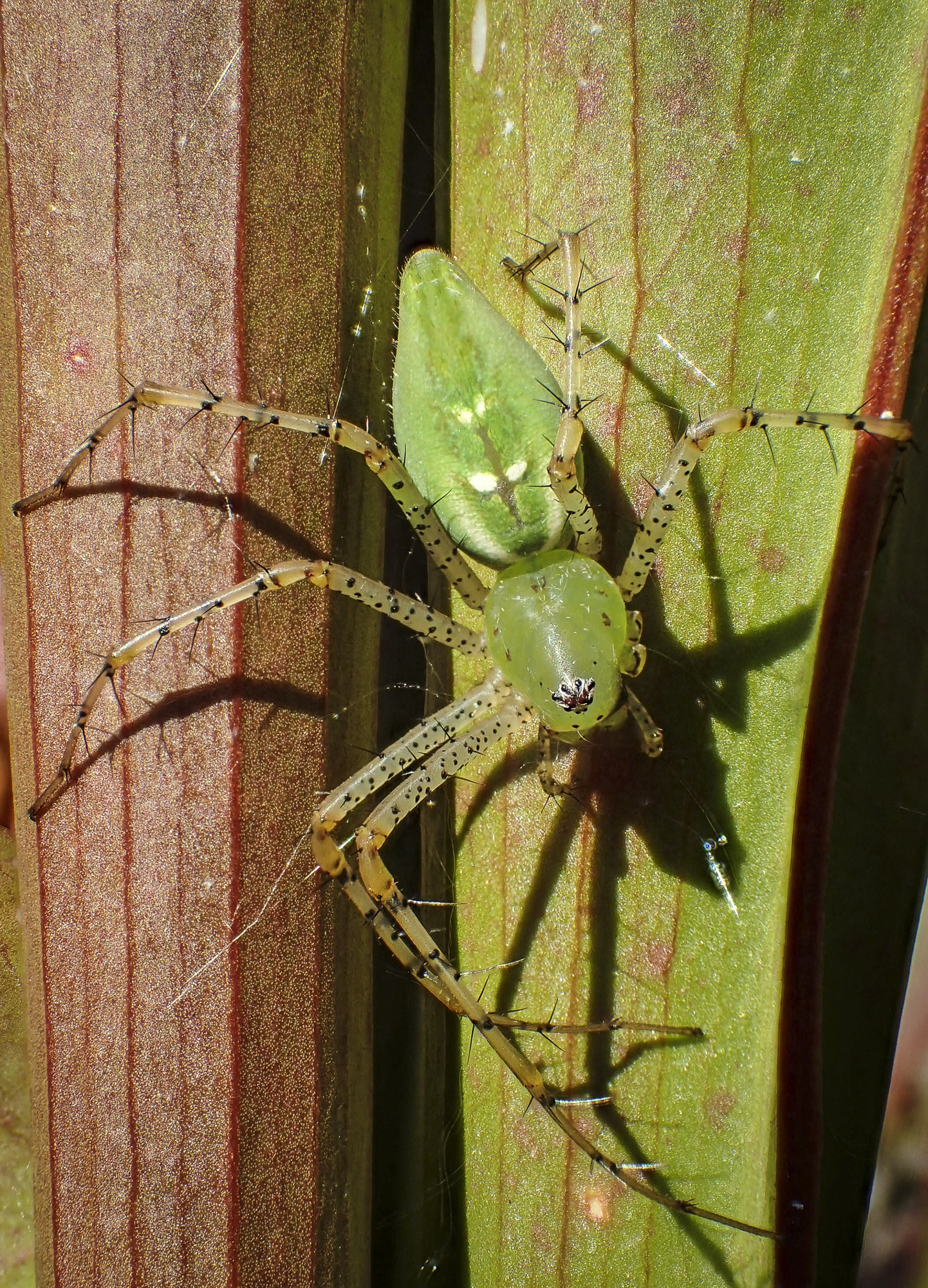 Green lynx spider female with egg sac in green vegetation (hoode