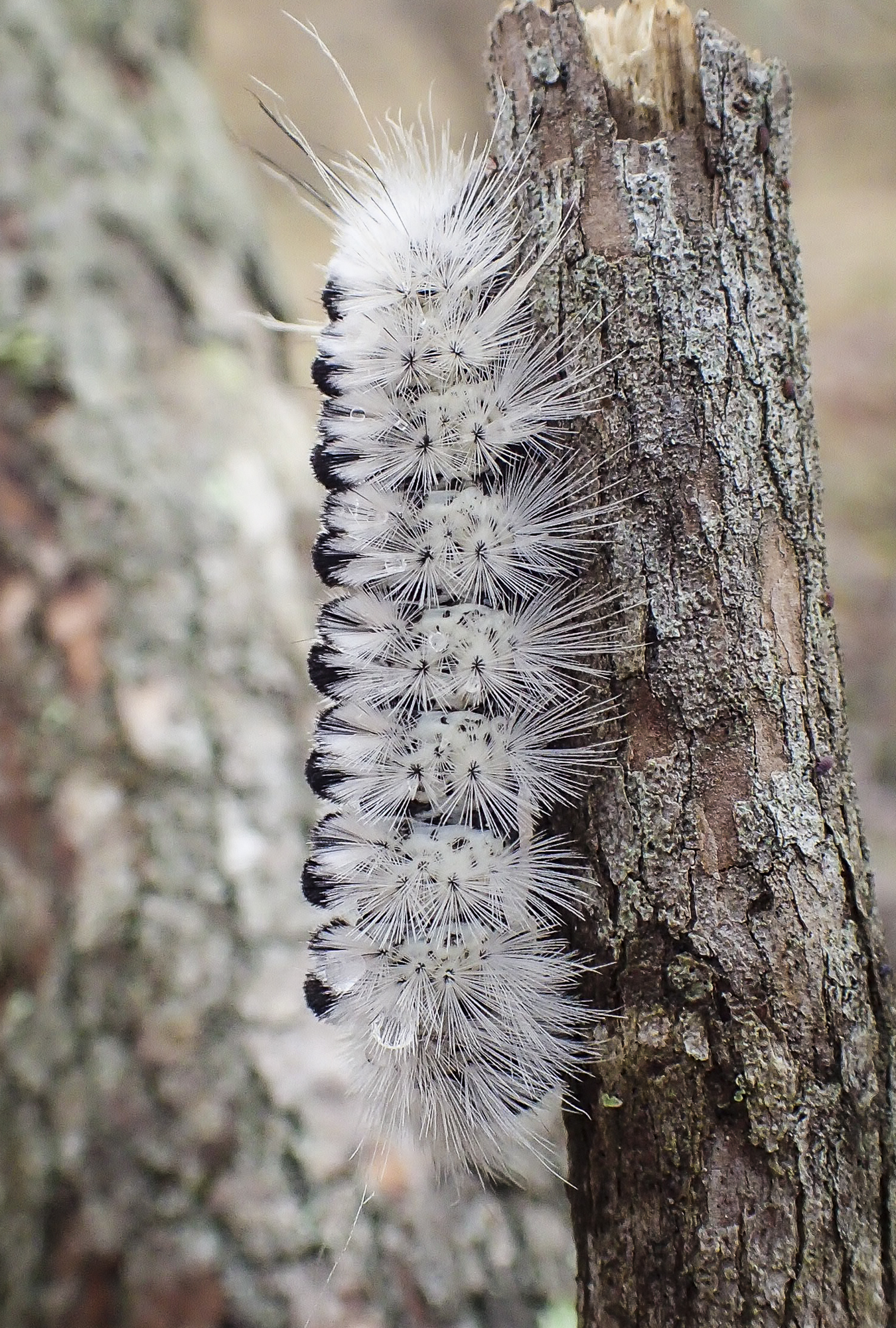 Hickory tussock moth caterpillar