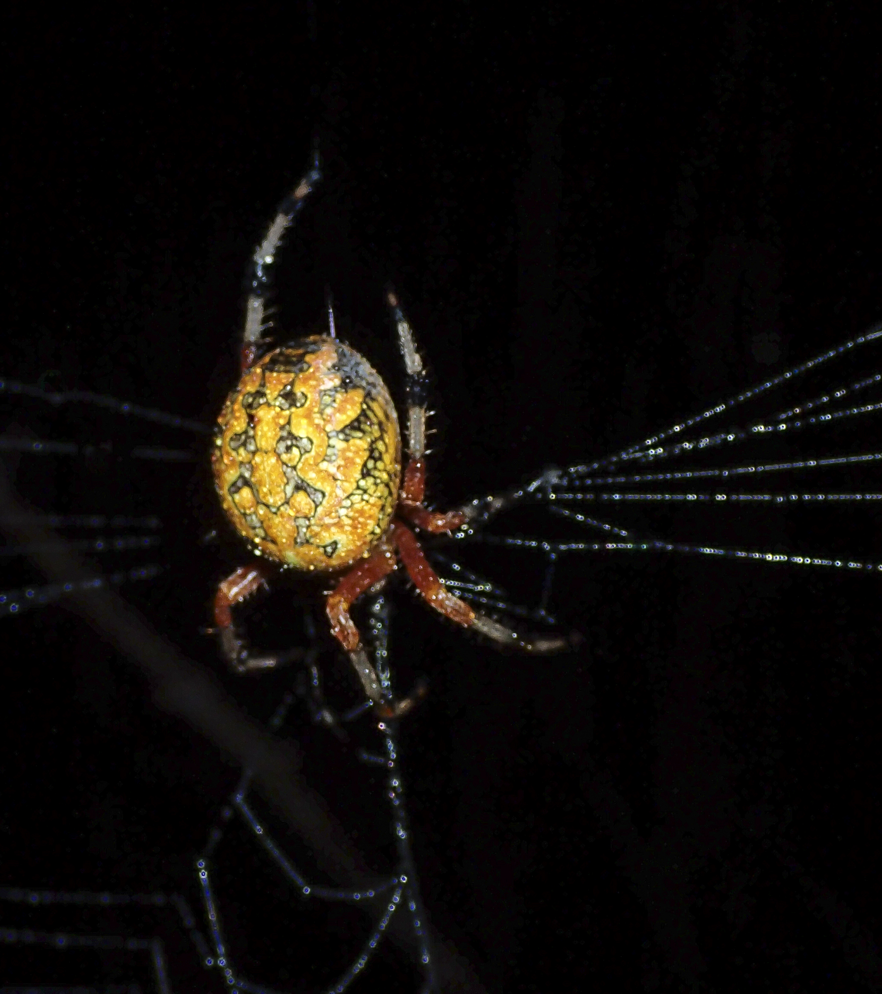 marbled orb weaver