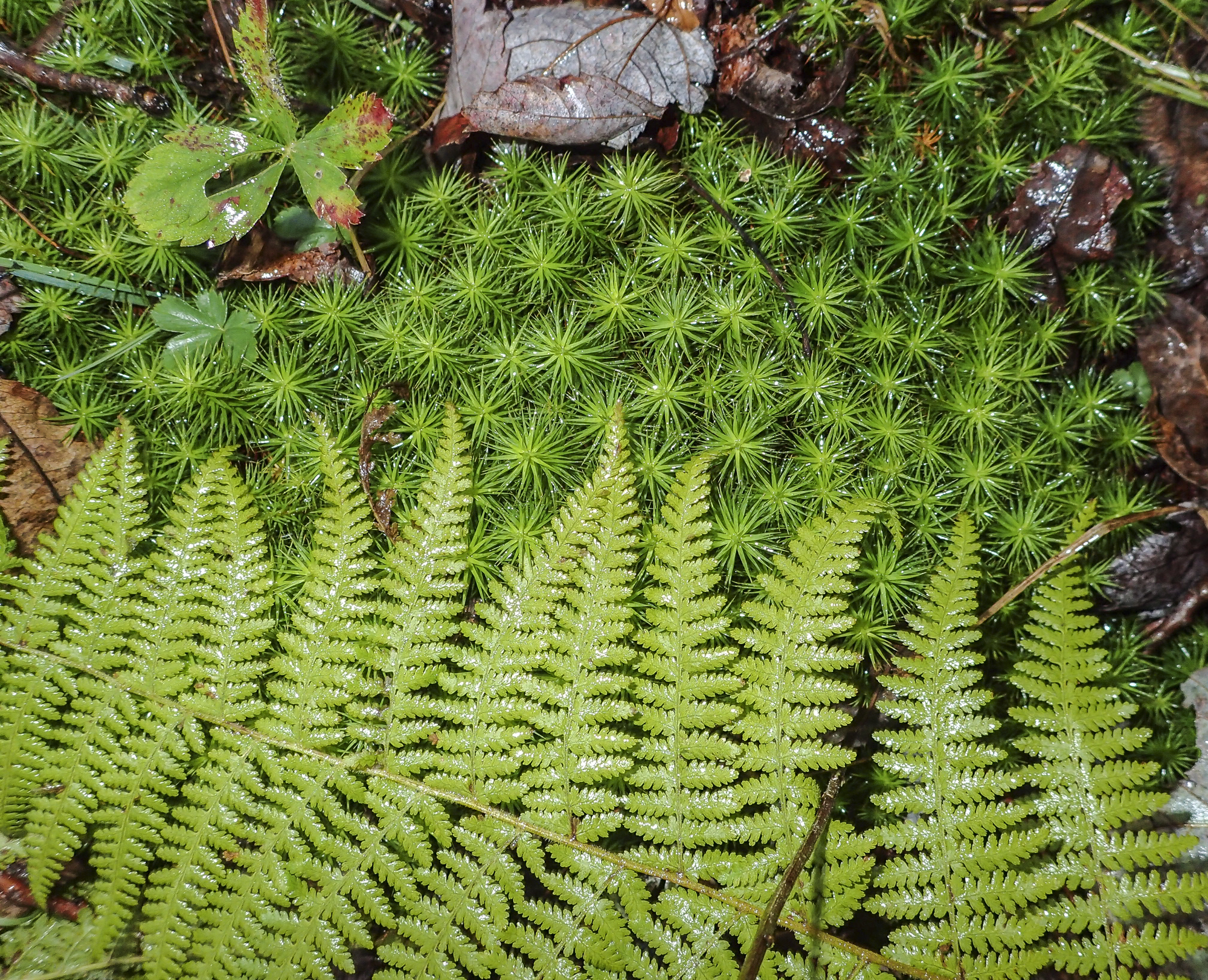 moss and fern
