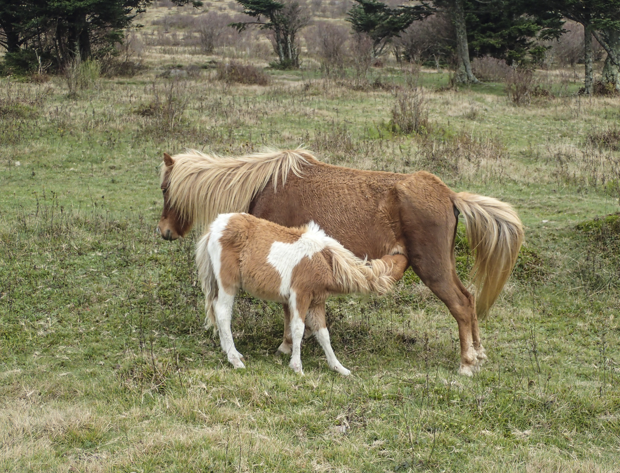 nursing pony