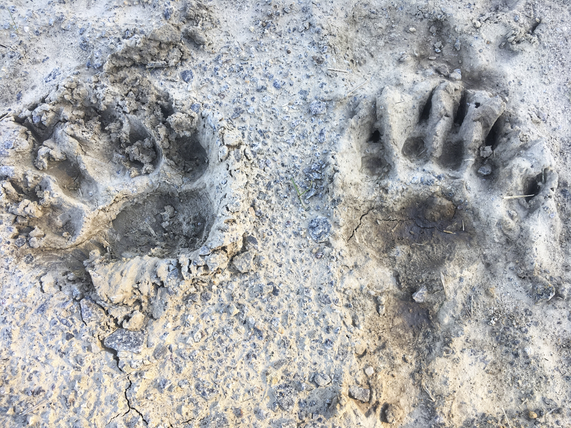 Black bear tracks