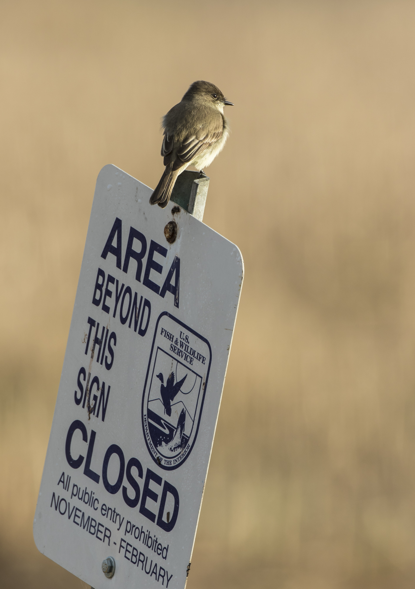Eastern phoebe on sign