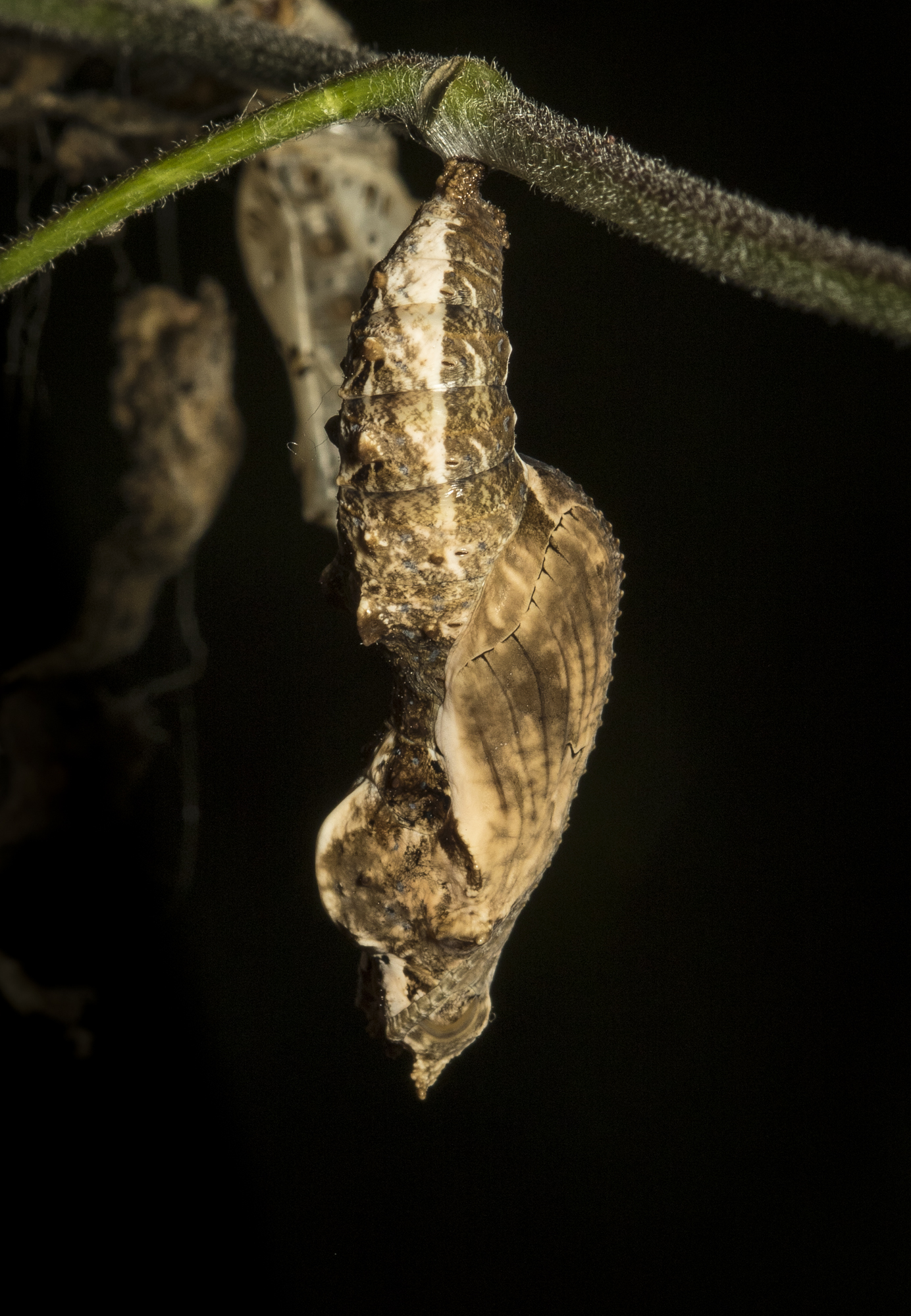gulf fritillary chrysalis side view