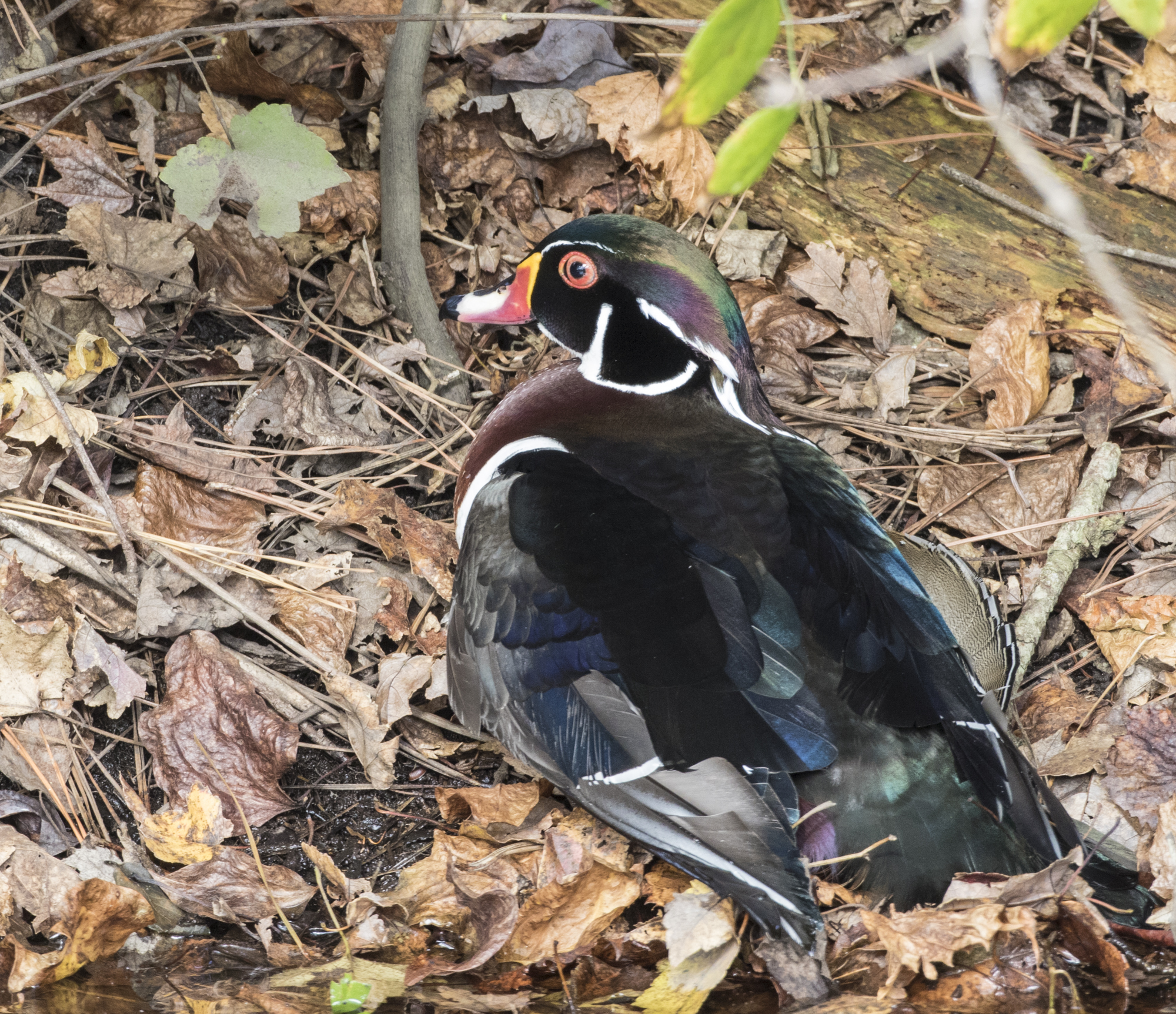 injured wood duck