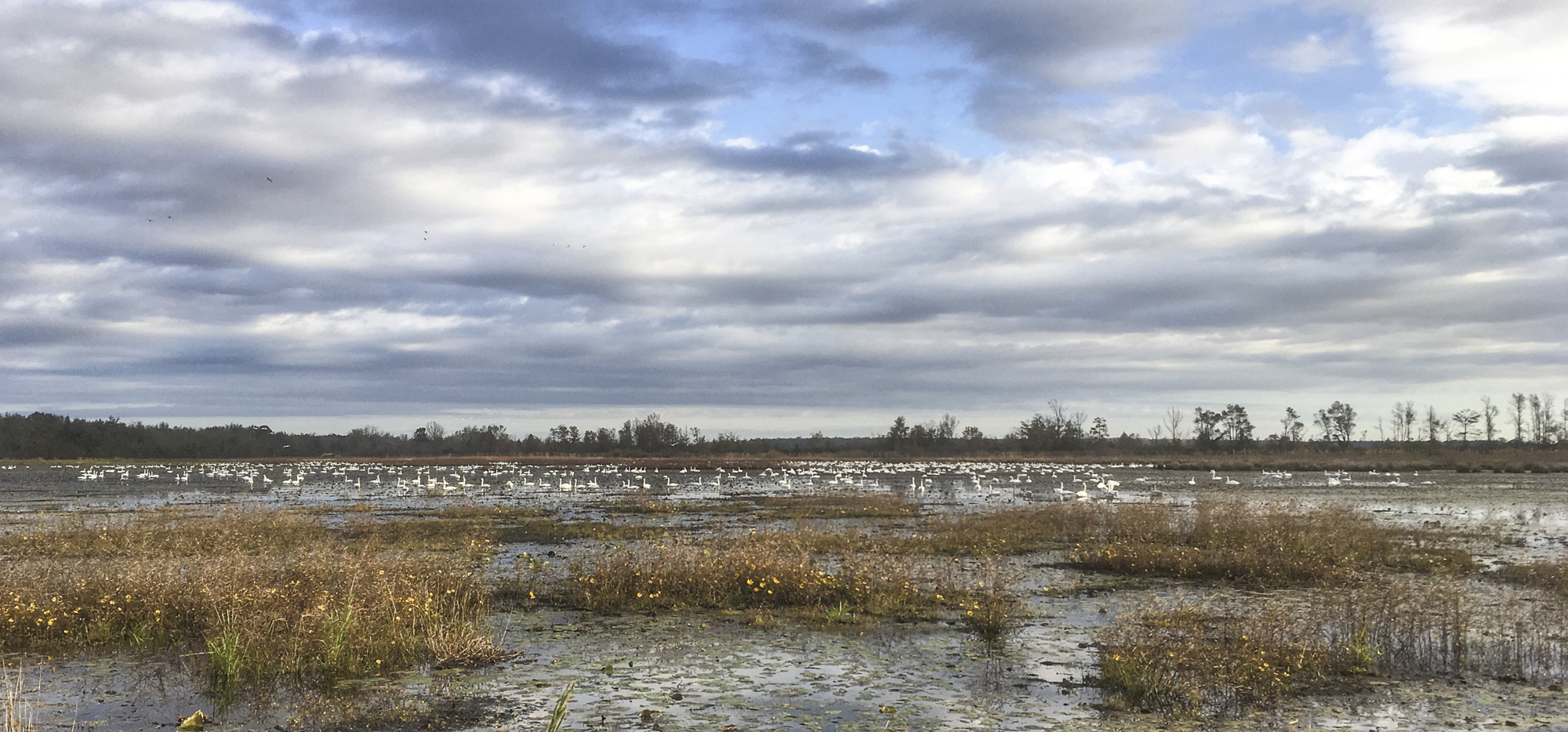Swans in Marsh A