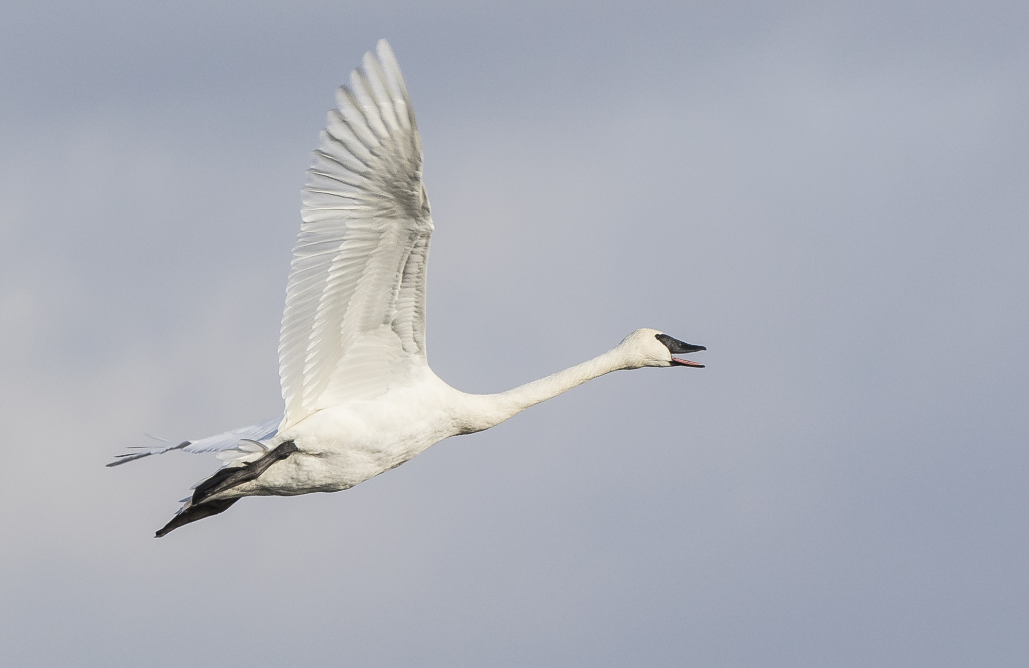 Trumpeteer swan