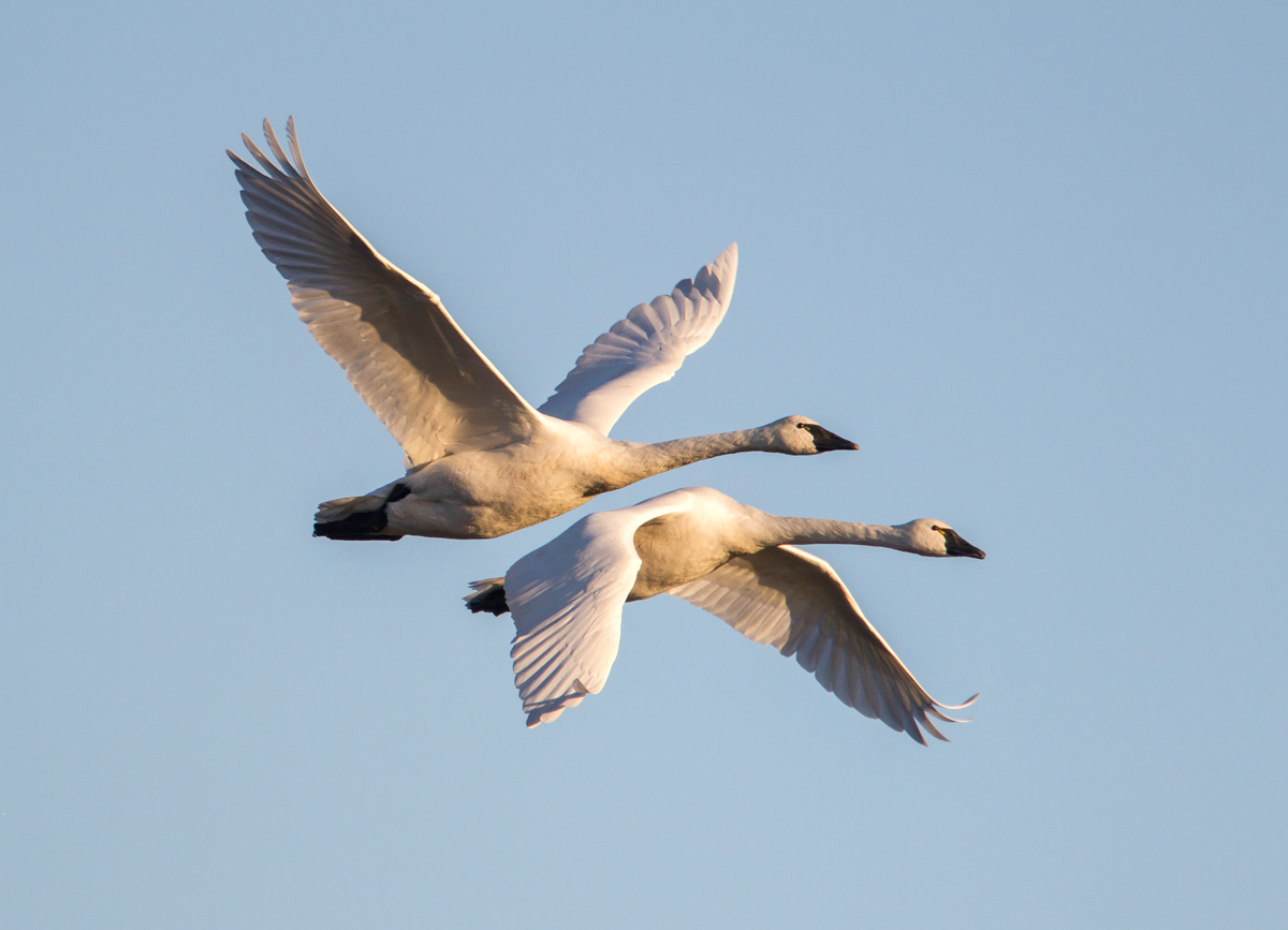 Tundra swans flying out of Pungo Lake
