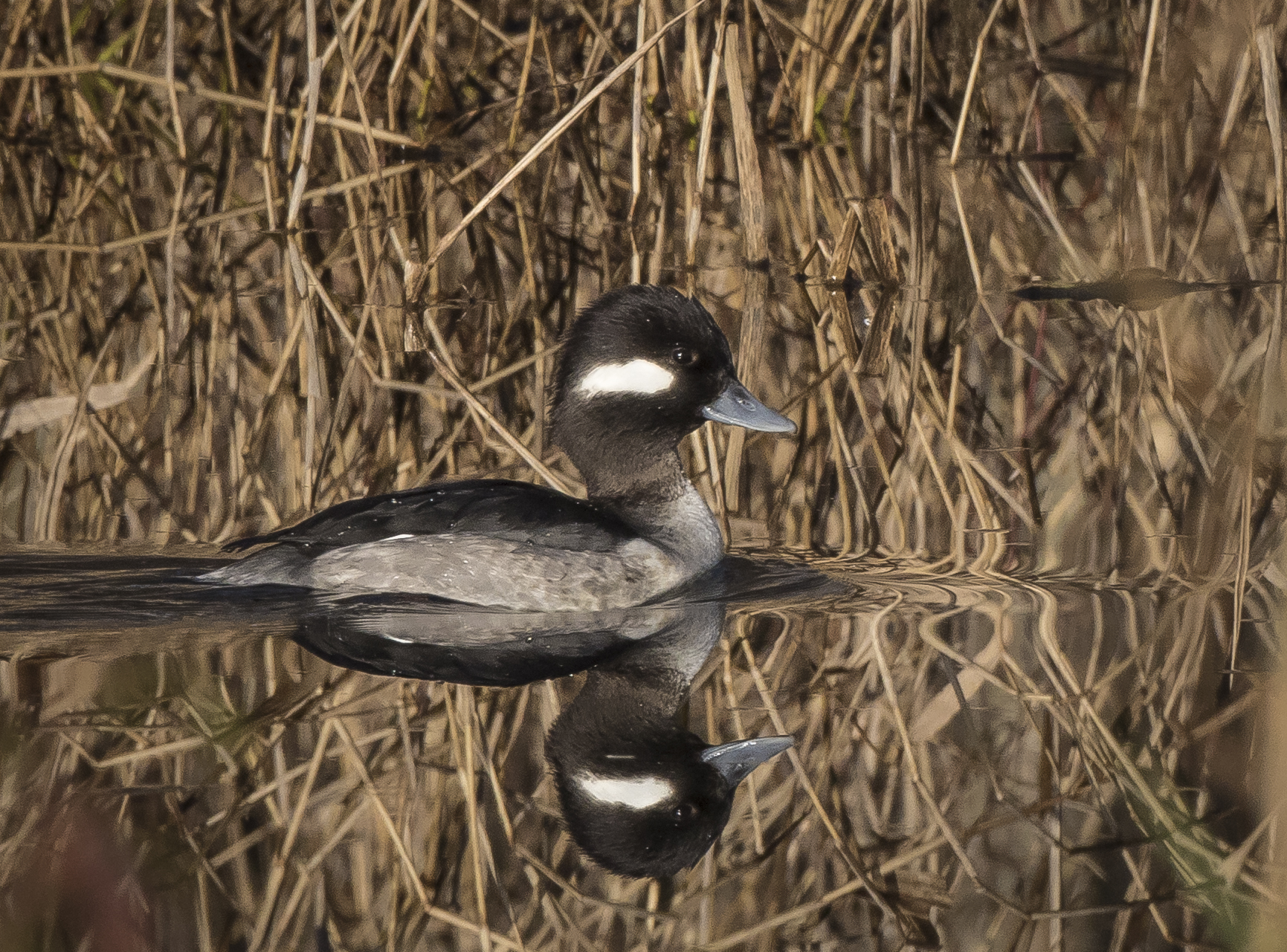 Bufflehead reflection