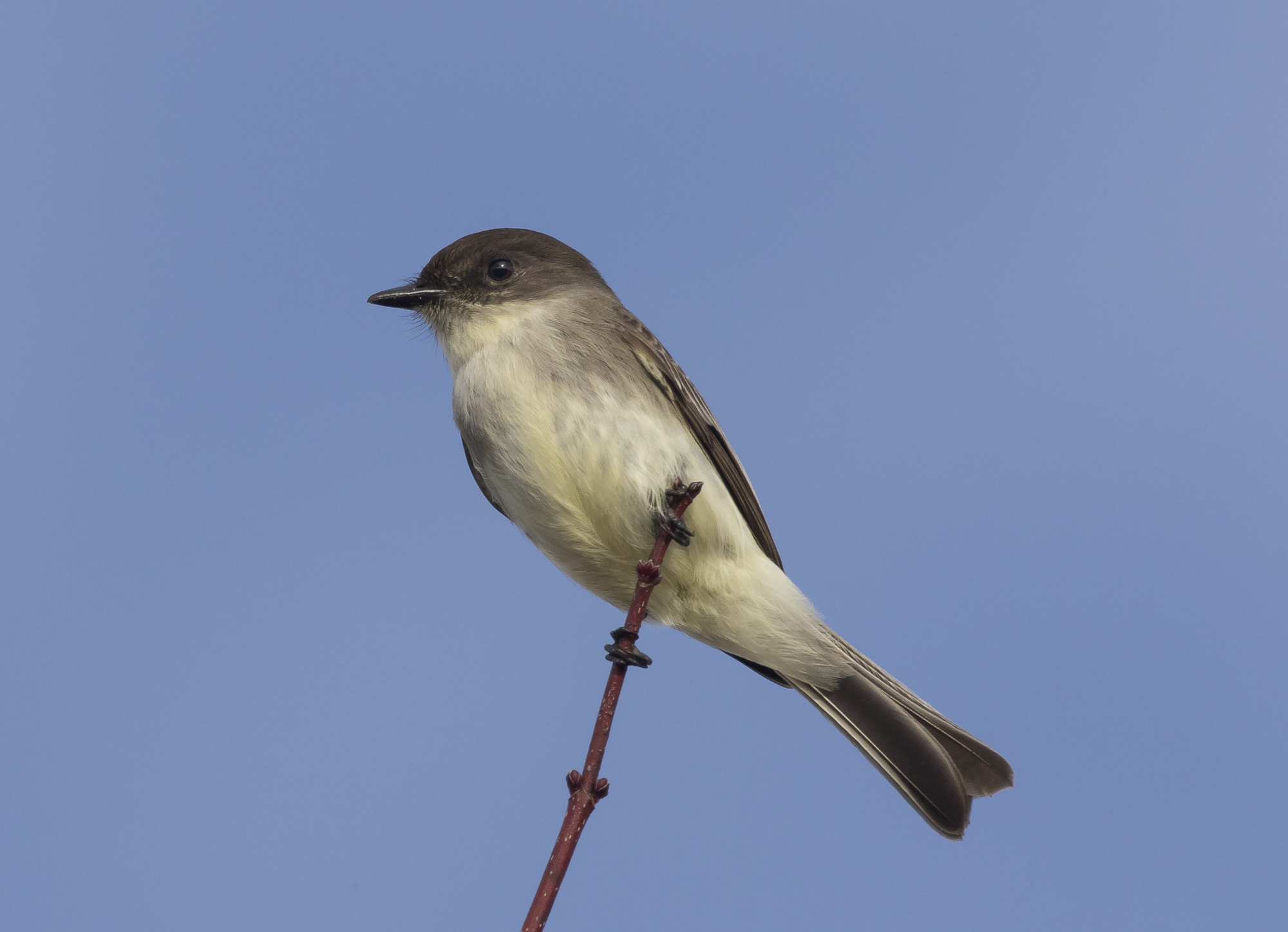Eastern phoebe