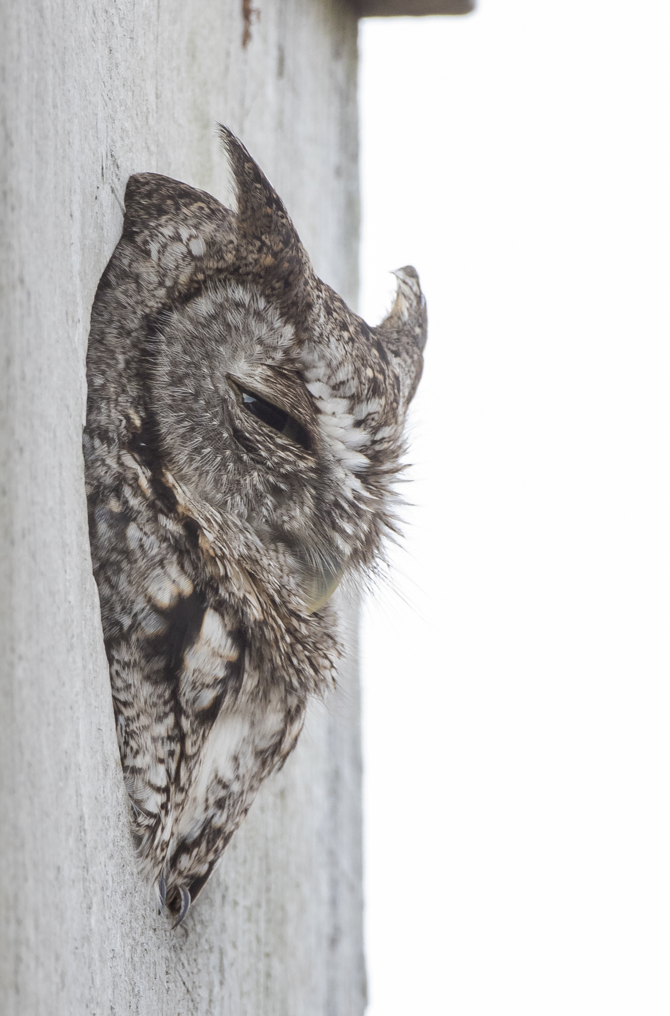 Eastern screech owl gray phase in duck box