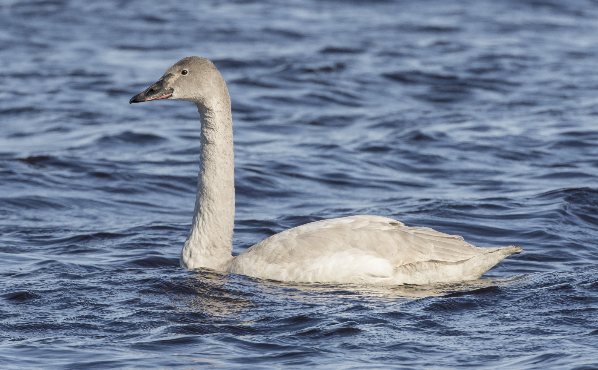 Immature tundra swan
