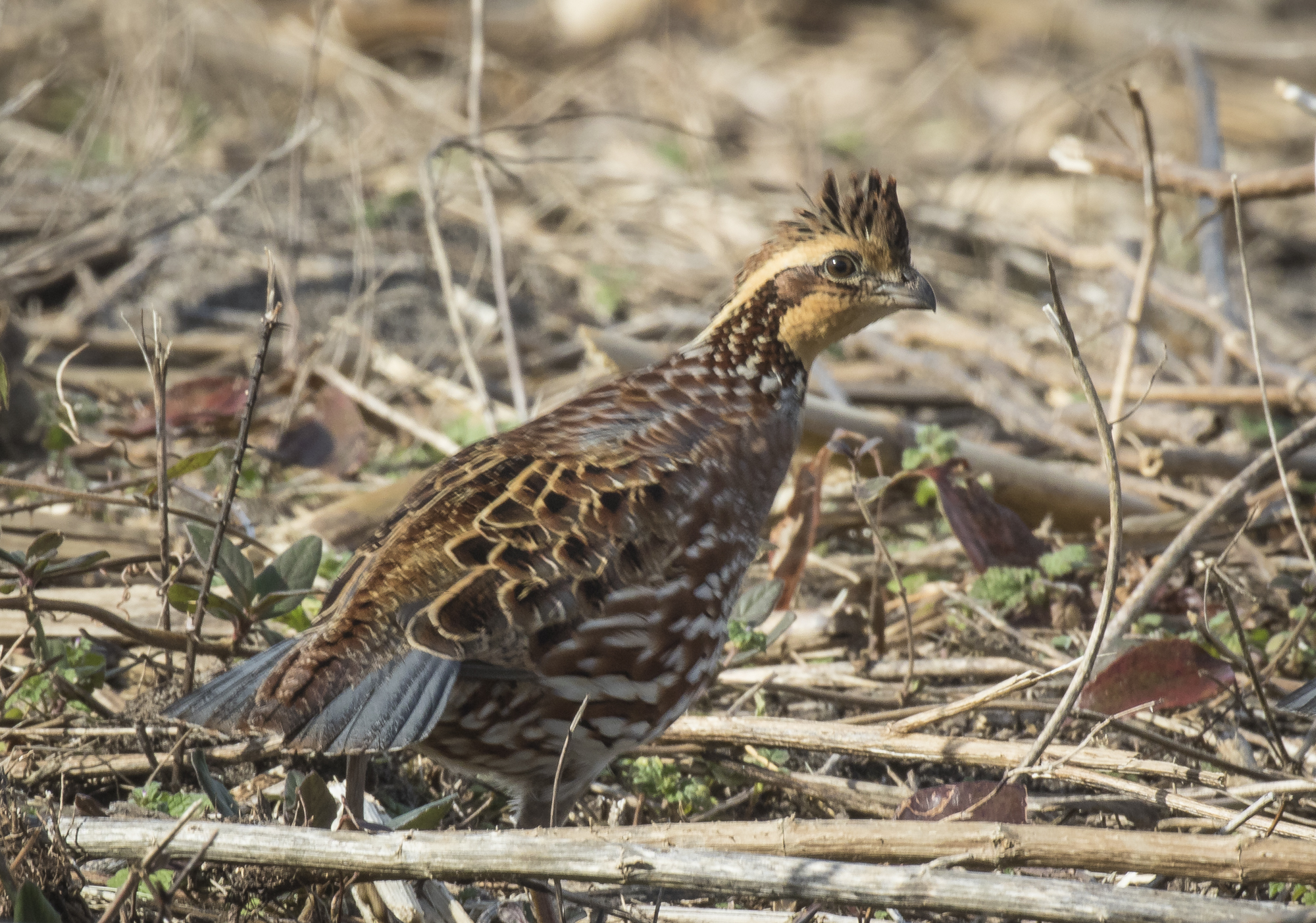 Norther bobwhite female
