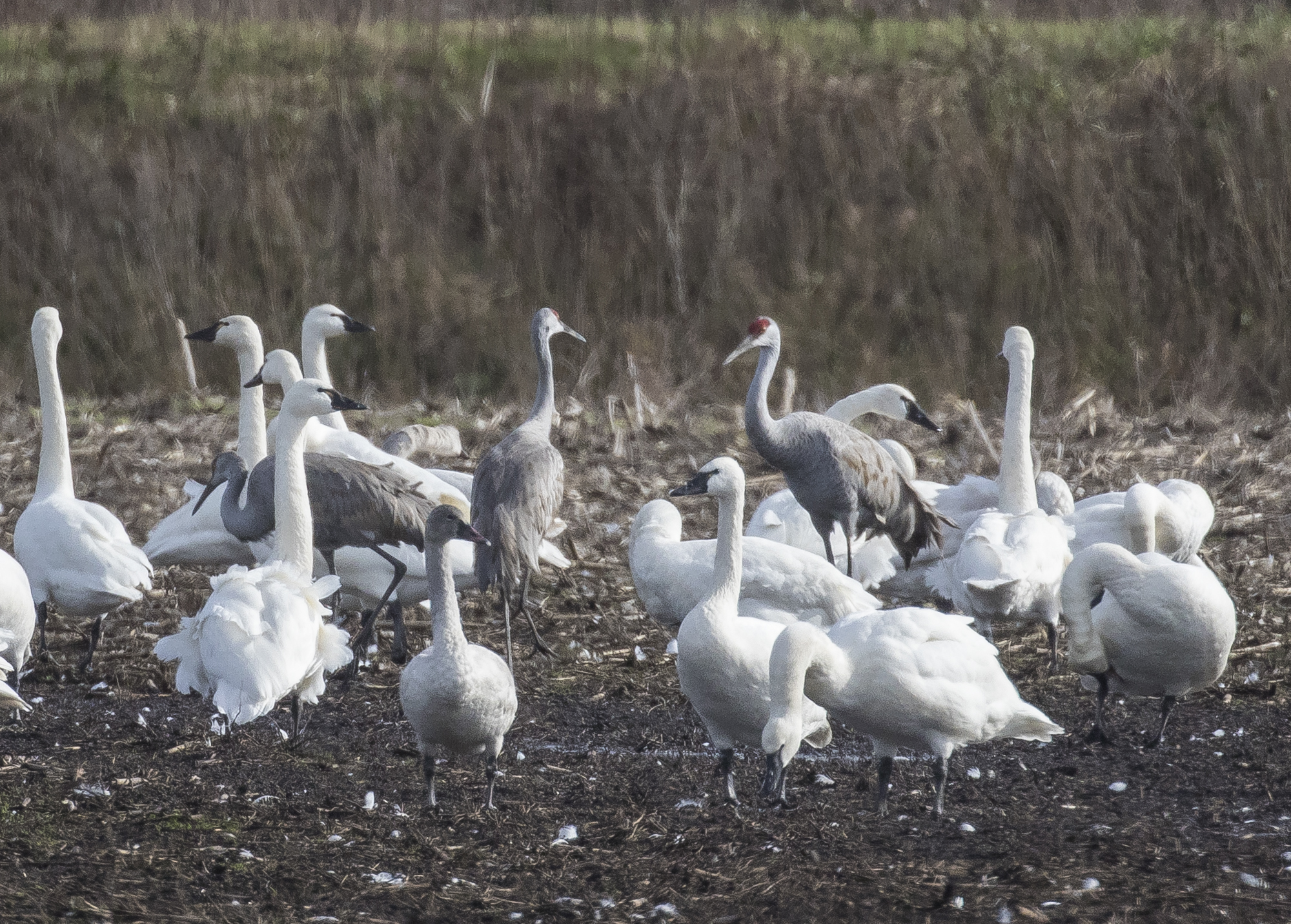 Sandhill cranes