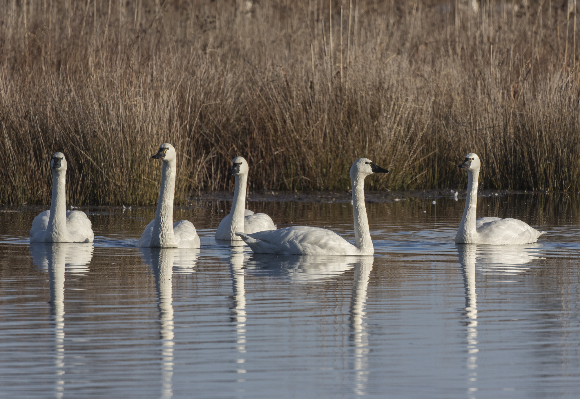 Tundra swan reflections