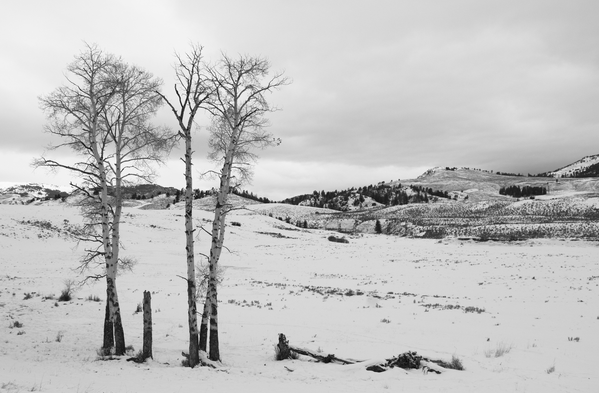 Aspens in Little America