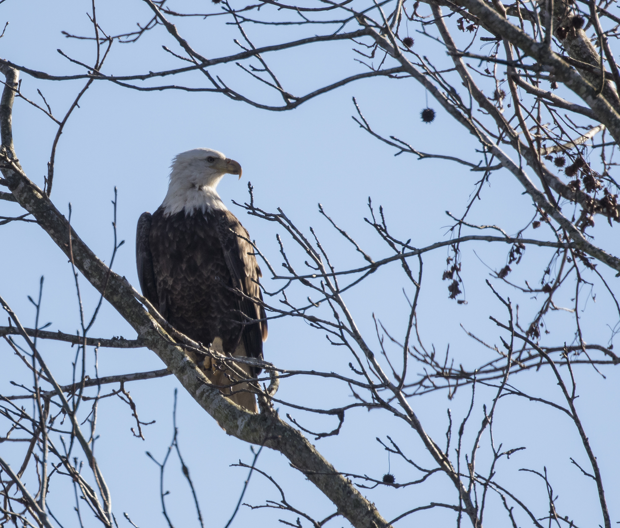 Bald eagle