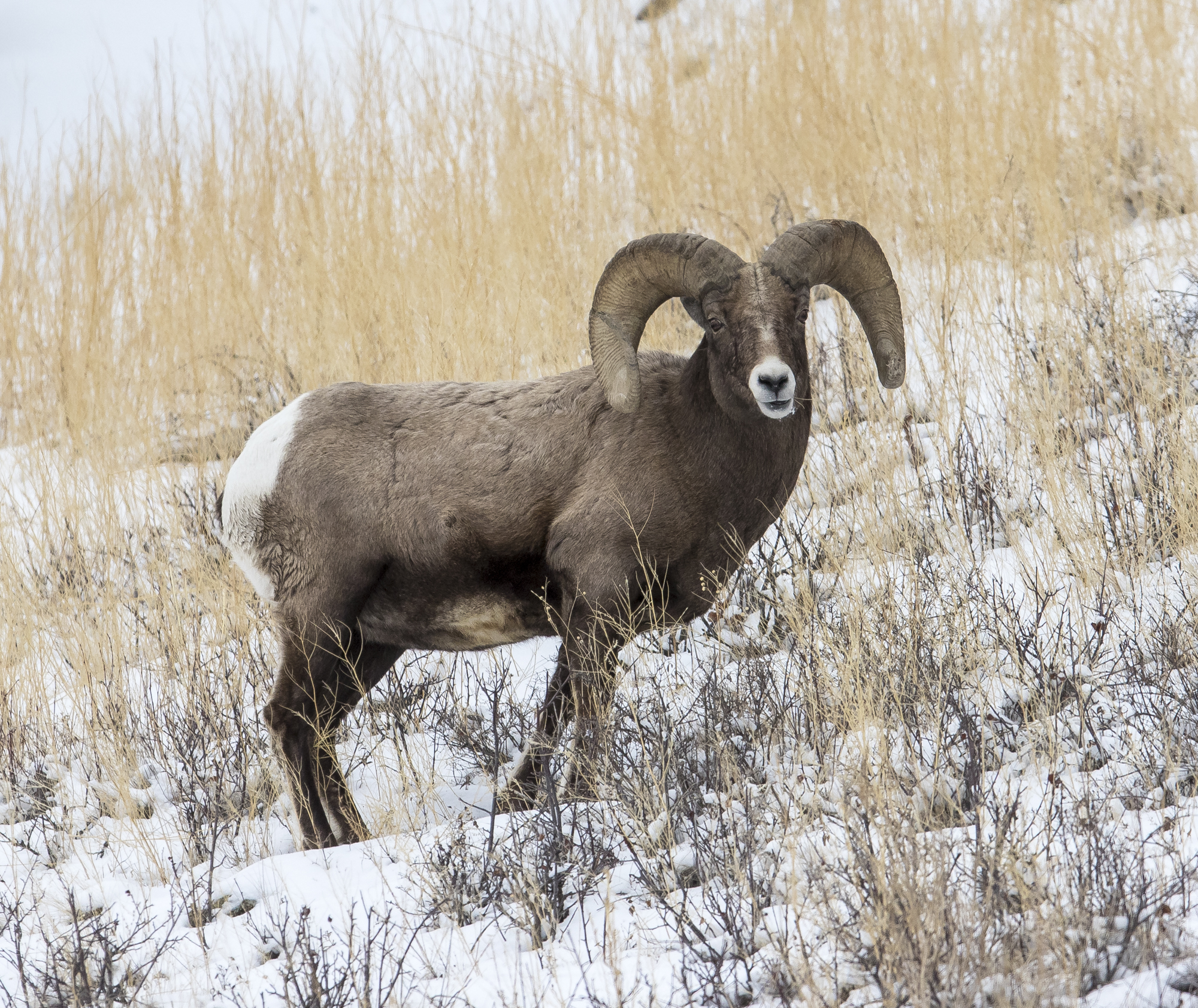 Bighorn ram