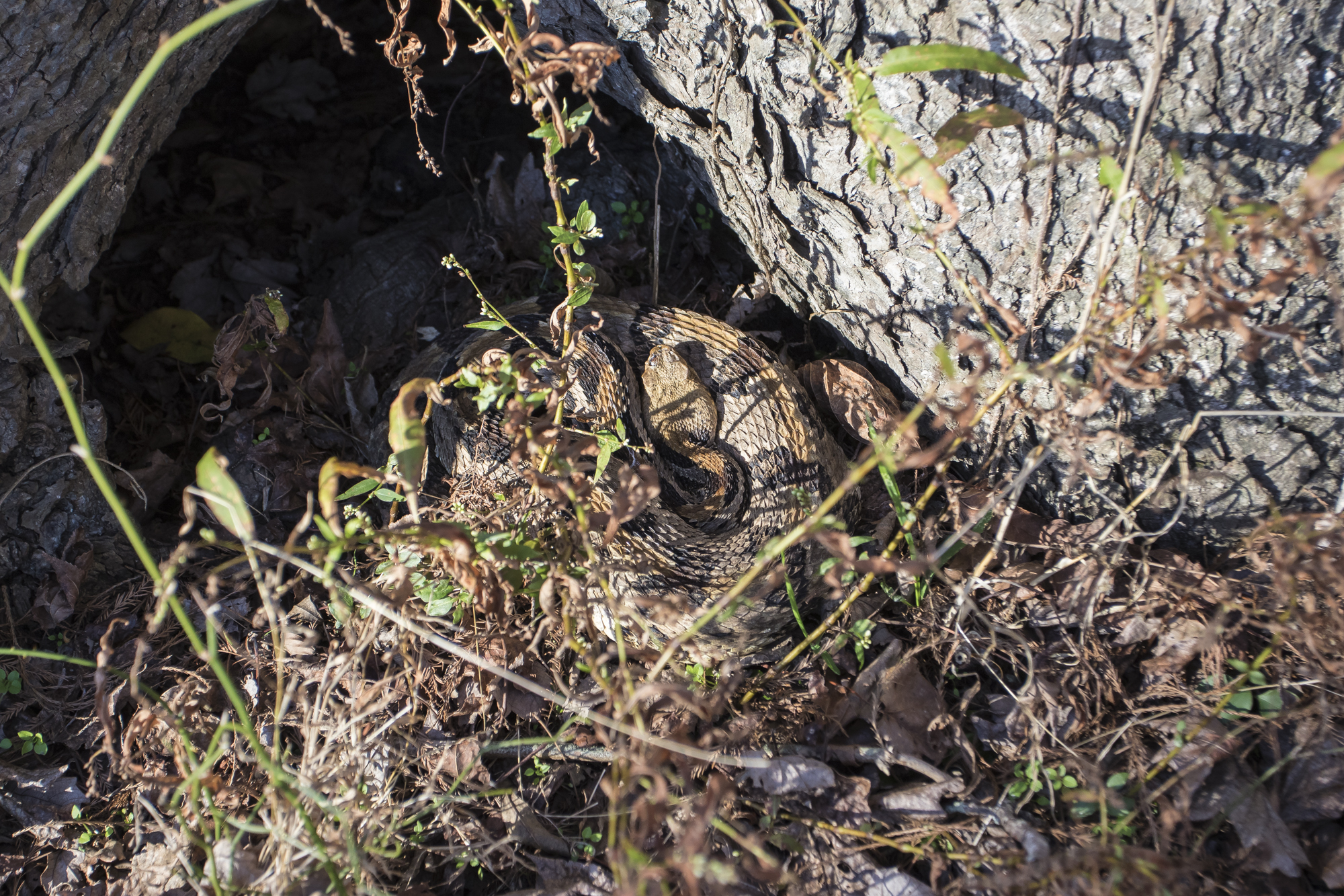 Canebrake rattlesnake at entrance to den tree