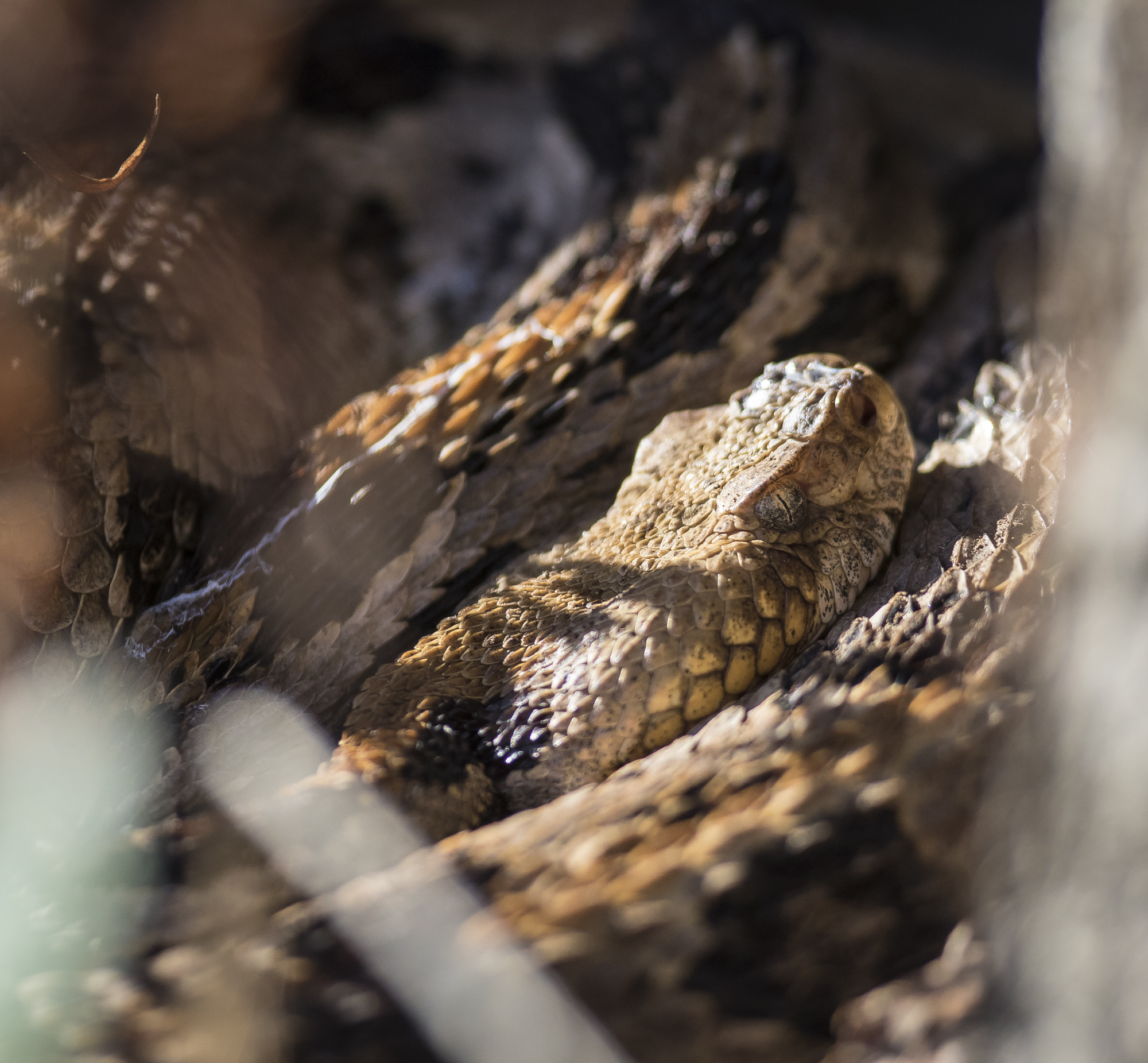 Canebrake rattlesnake head shot