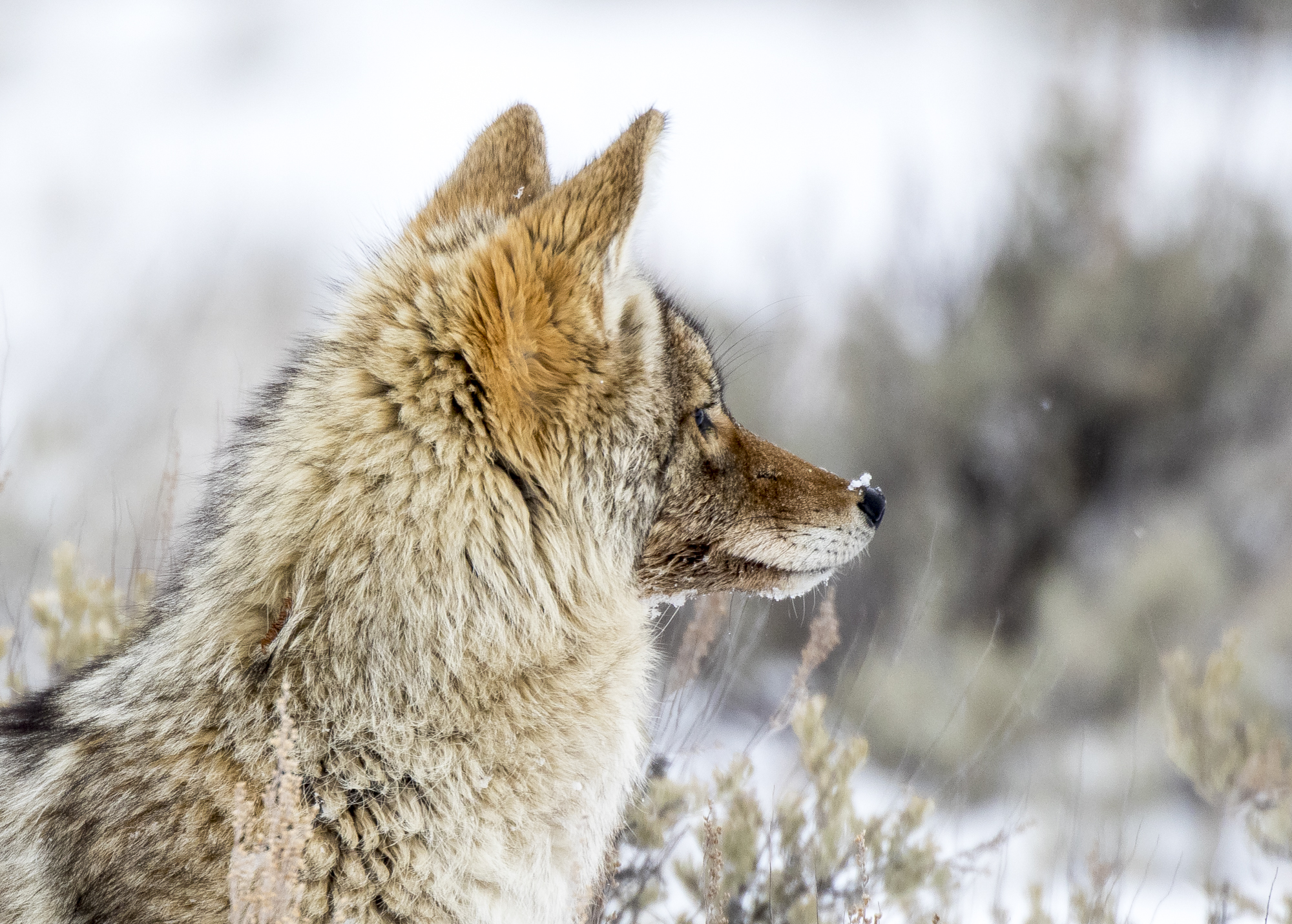 Coyote looking sideways