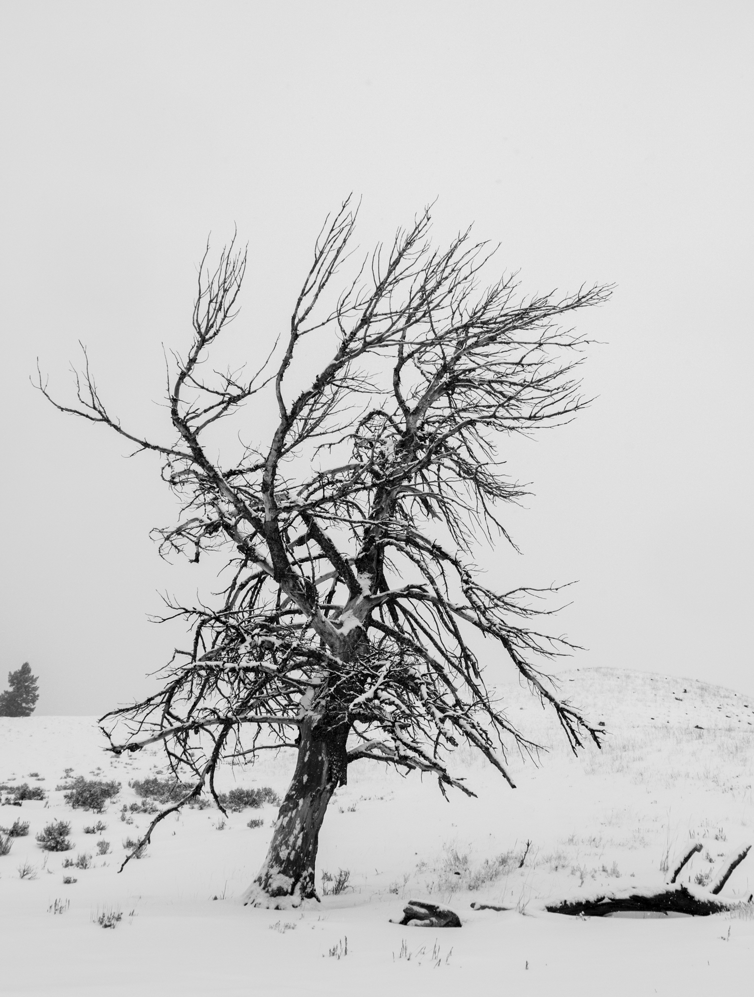 Dead snag at Hitching Post