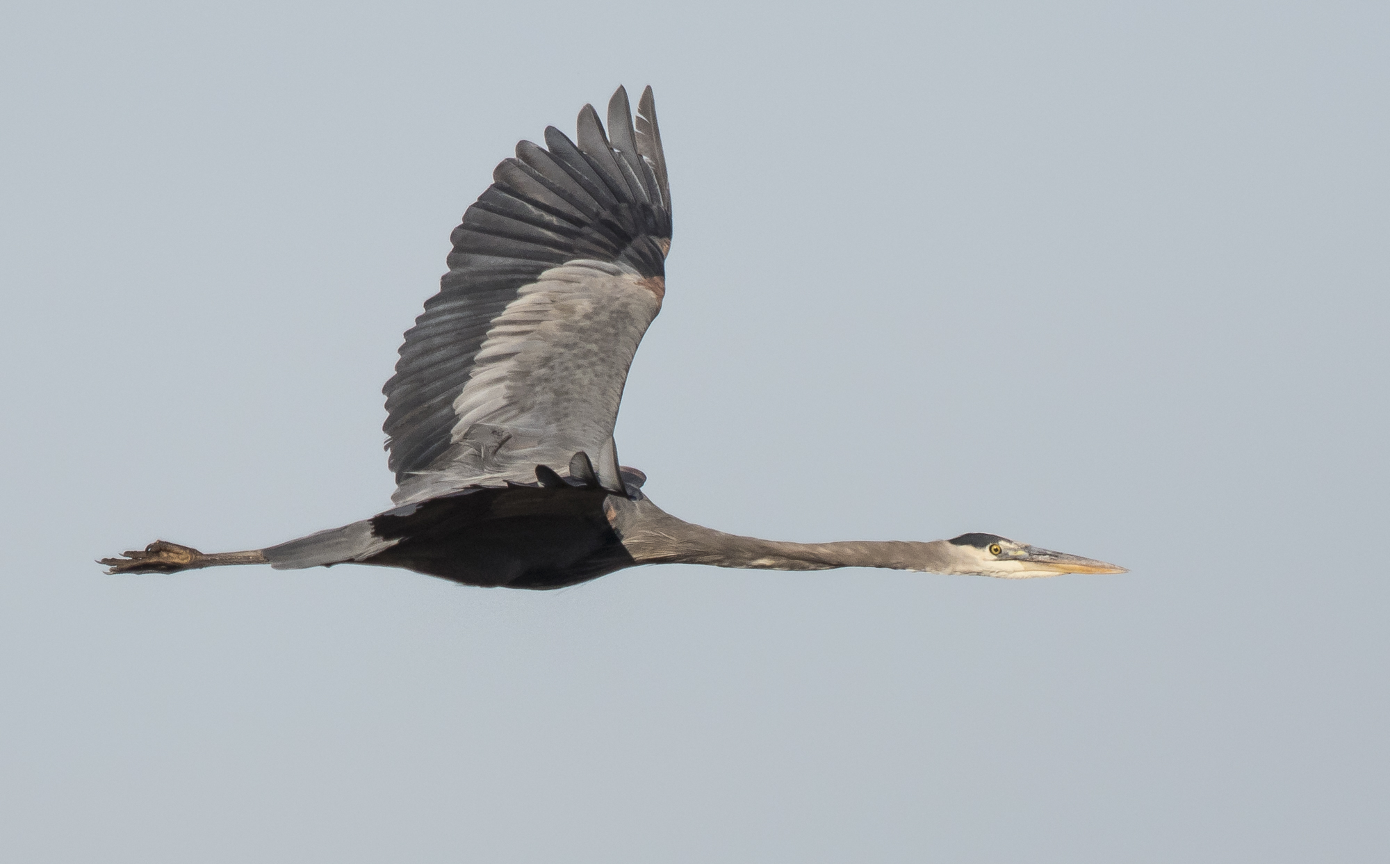 Great blue heron flying