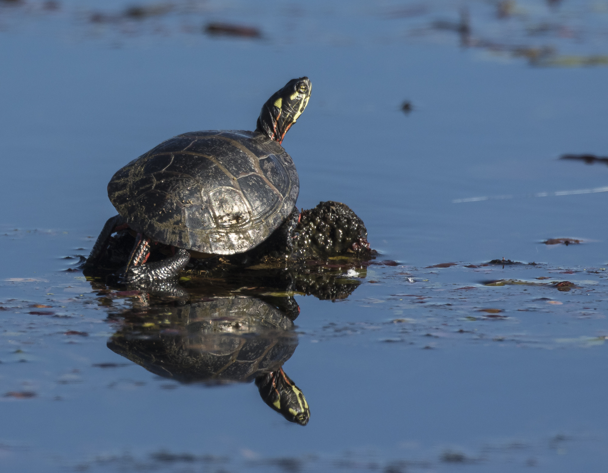 Painted turtle basking