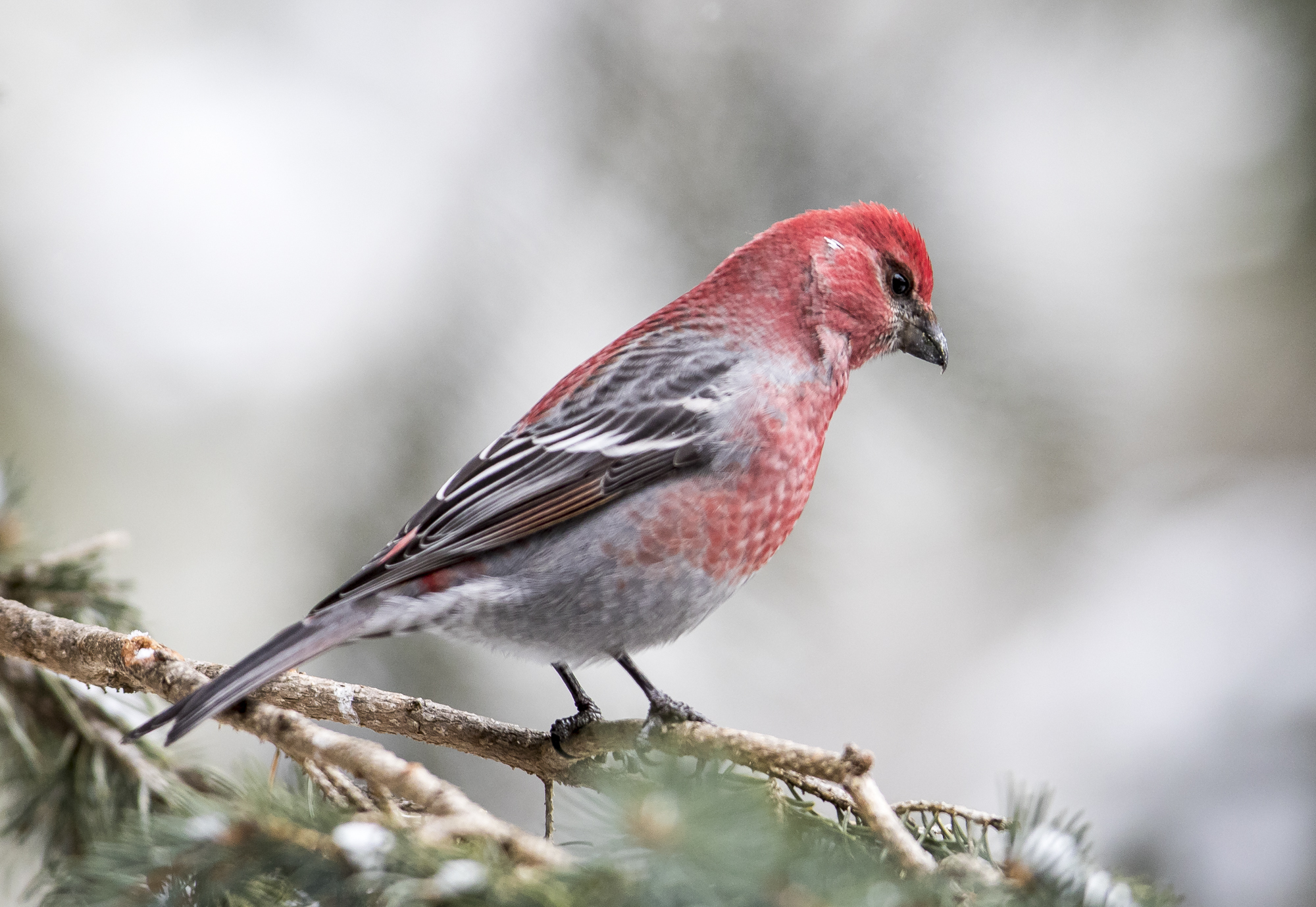 Pine grosbeak male