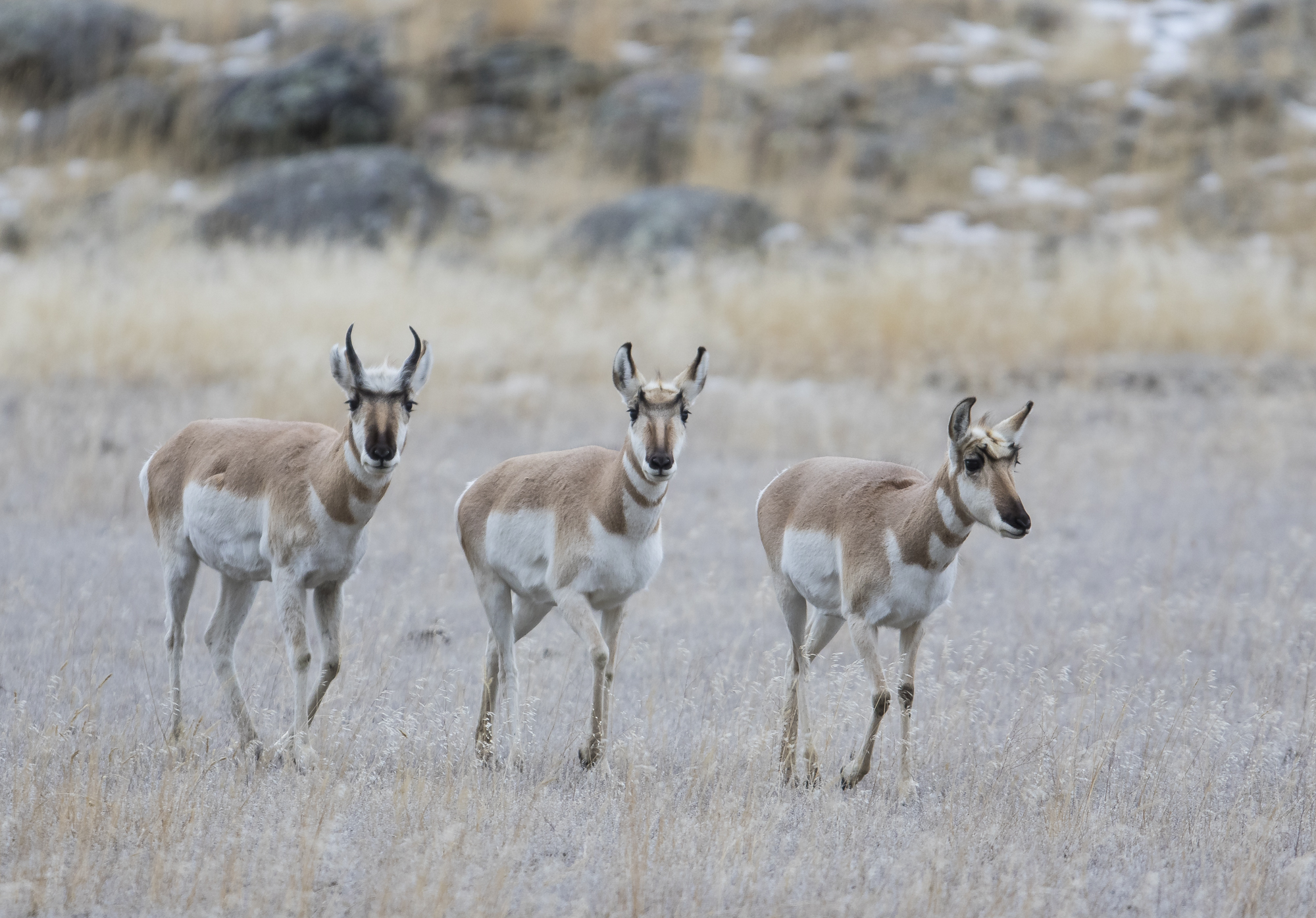 Pronghorn along dirt road