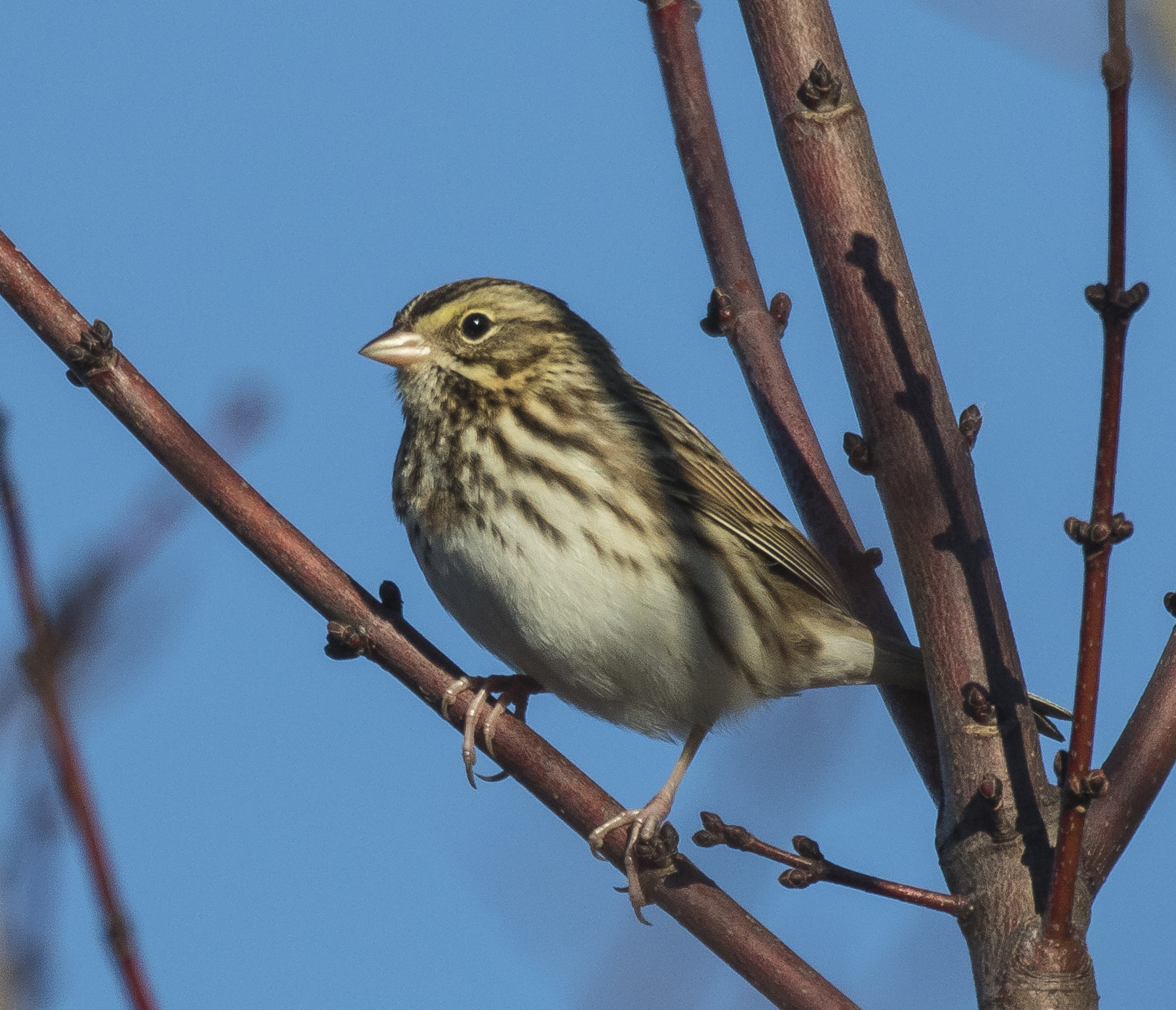 Savannah sparrow
