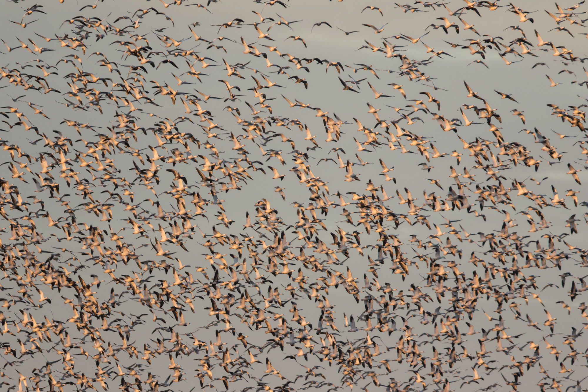 Snow geese at sunset