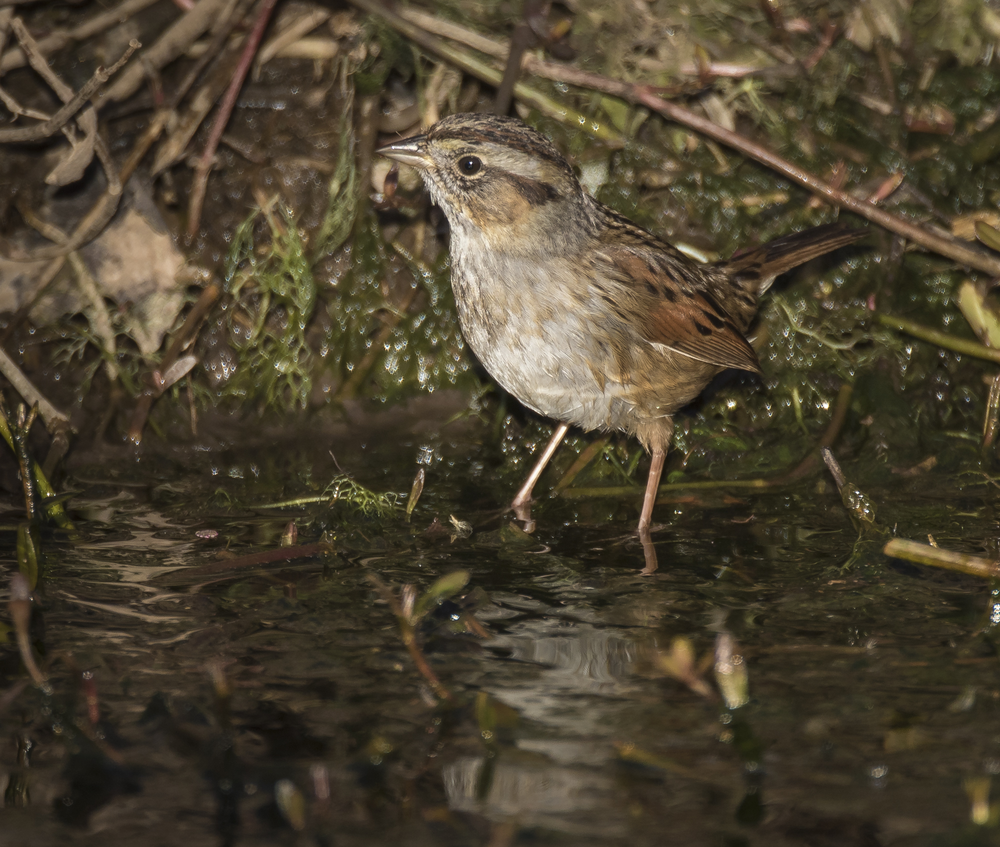 Swamp sparrow 1