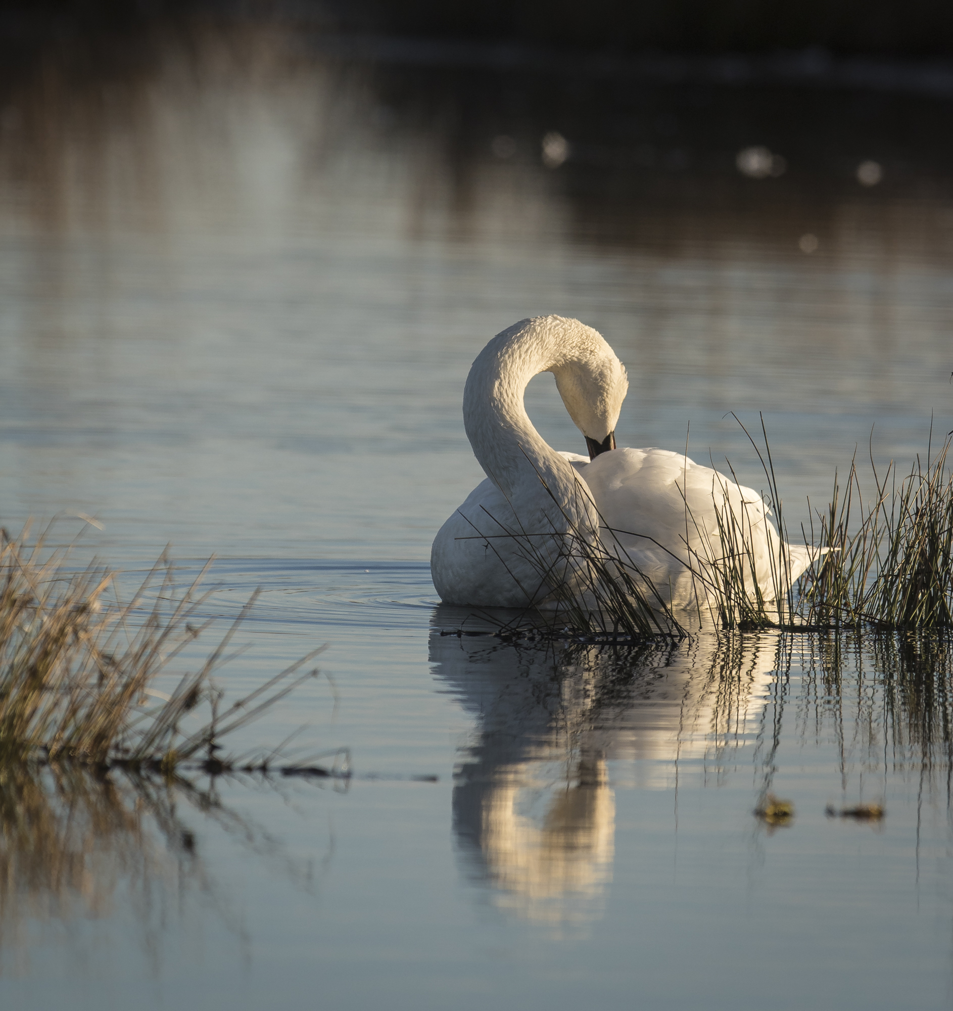 Swan preening 1