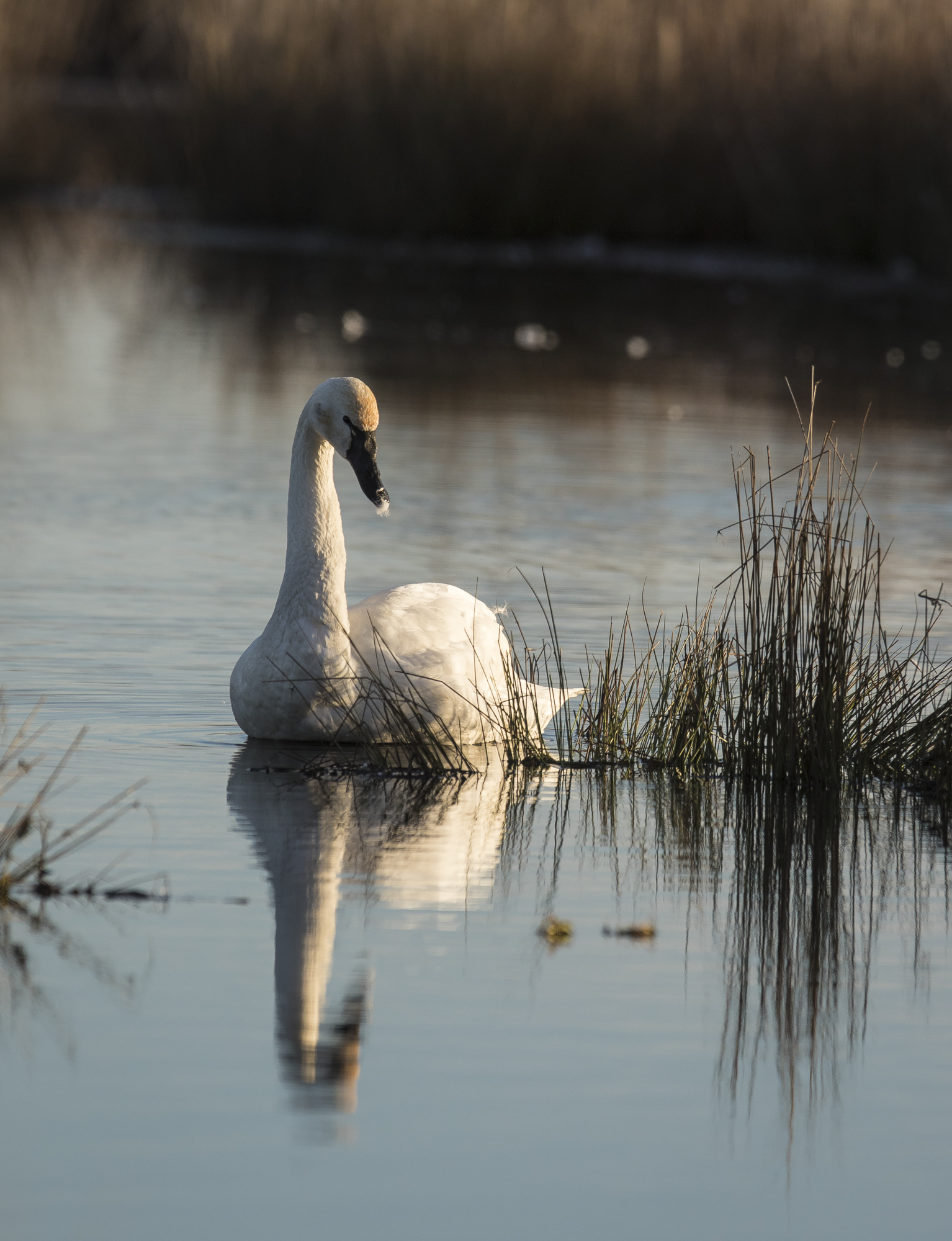 Swan with feather on bill