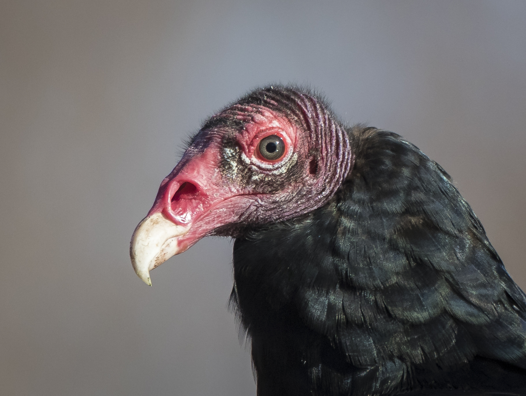 Turkey vulture head