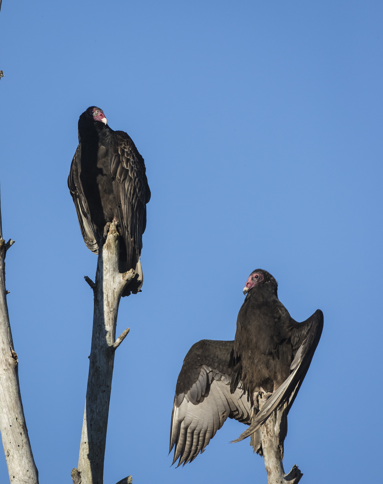 Turkey vultures