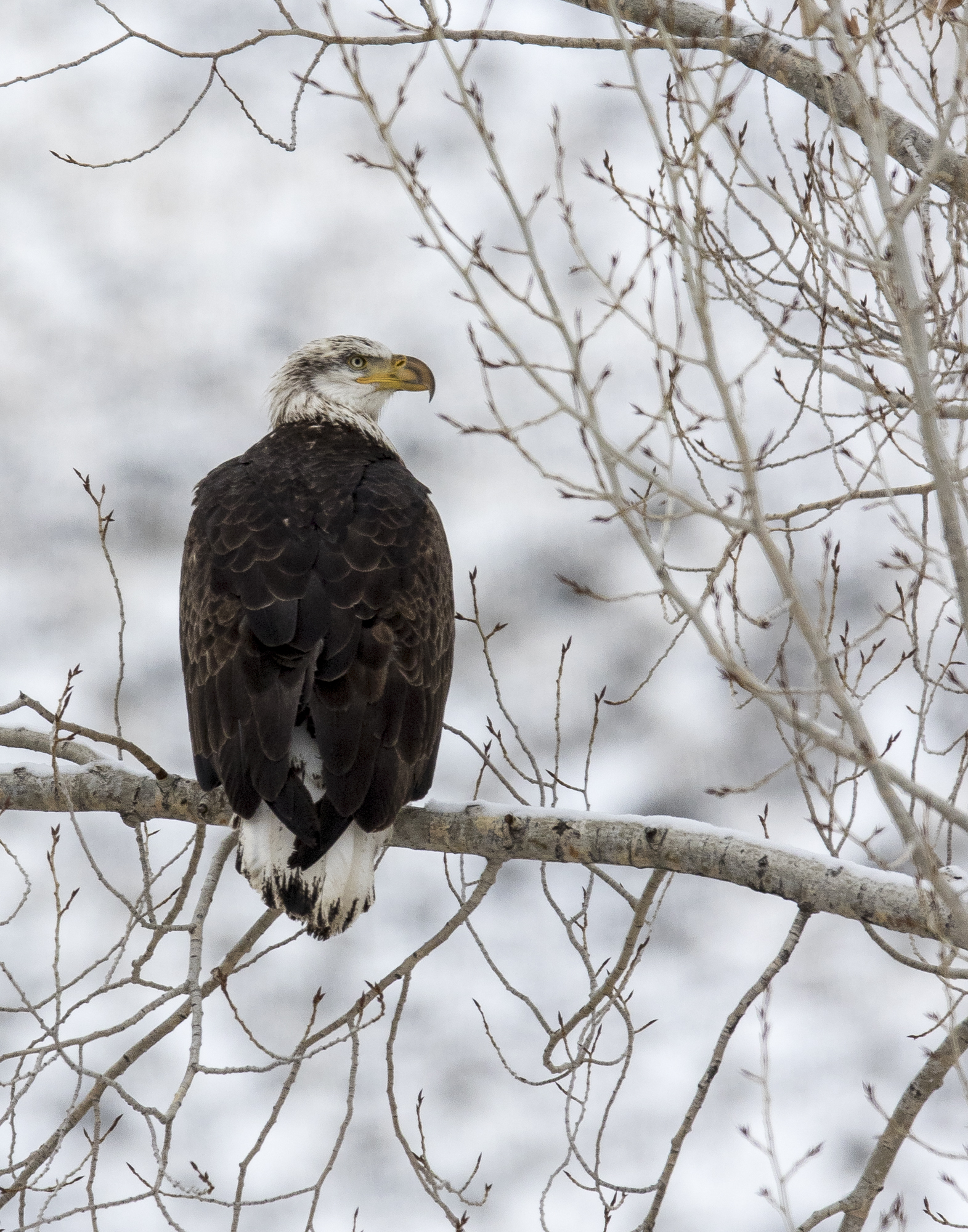 Almost mature bald eagloe