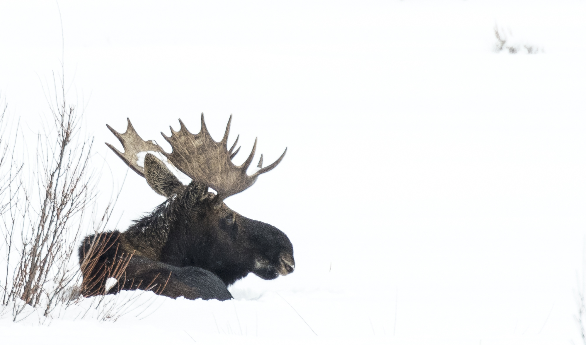 Bull moose in snow